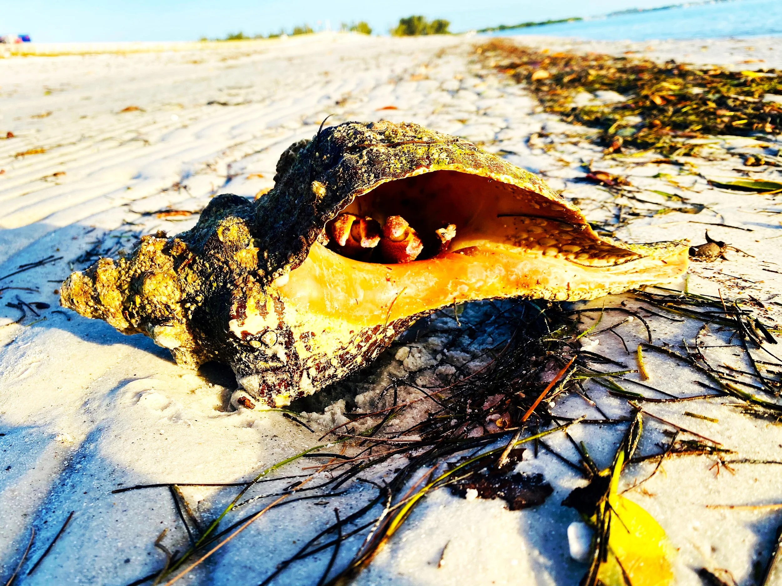 conch and crab.JPG