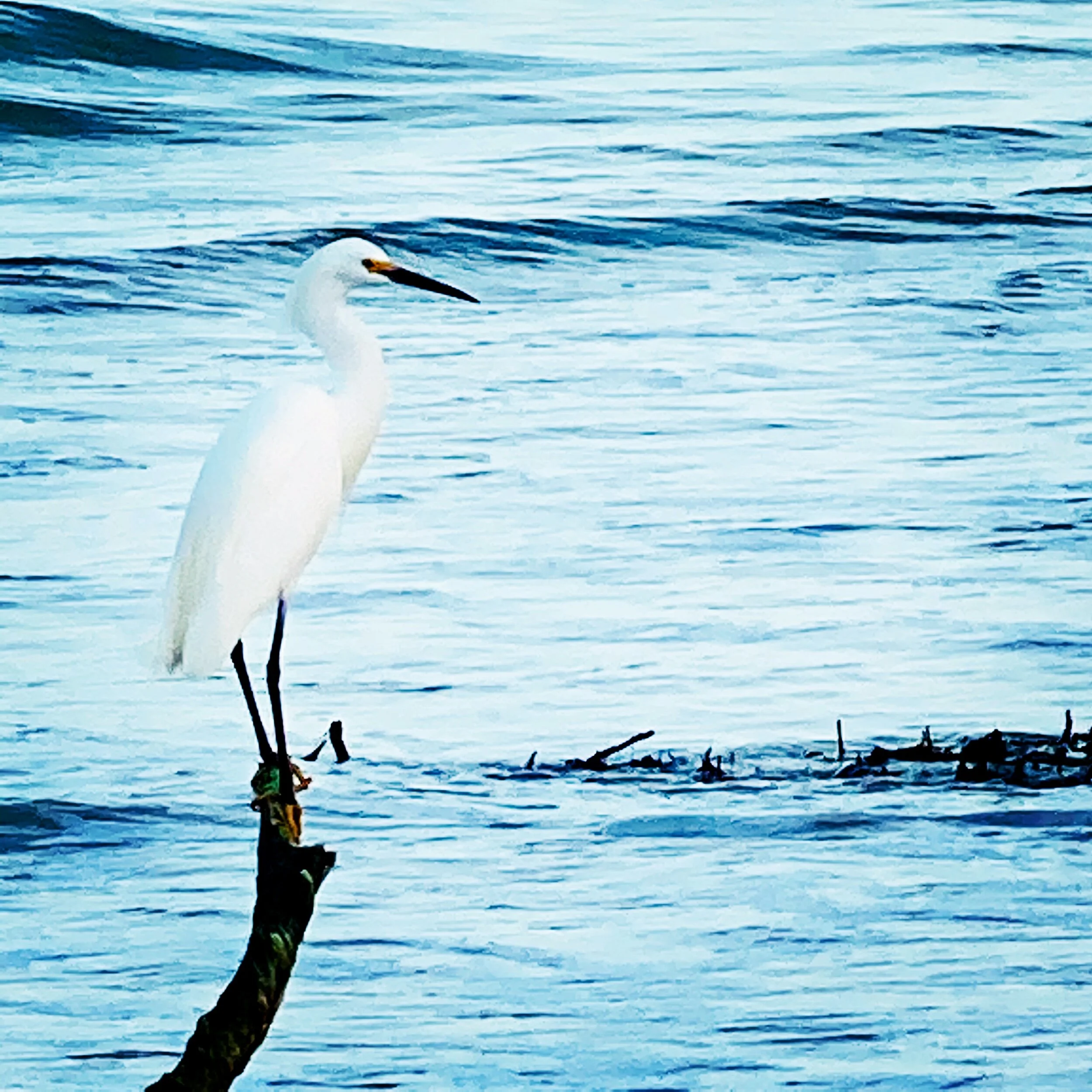 snowy egret perched.JPG