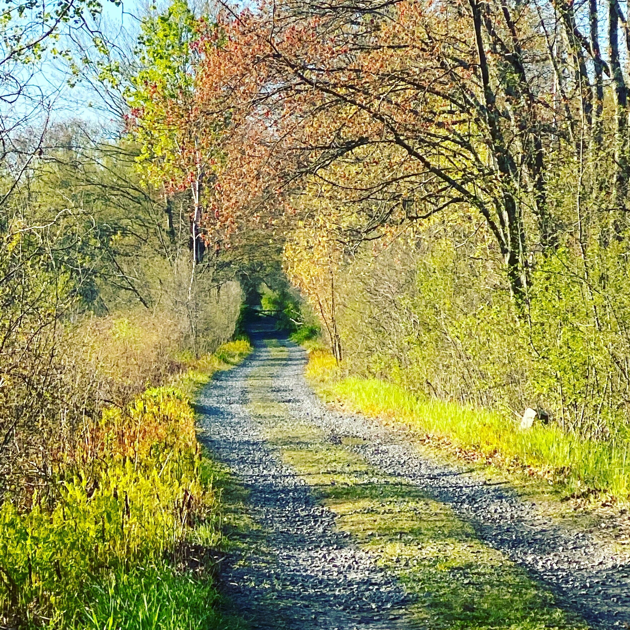 spring meadow.JPG