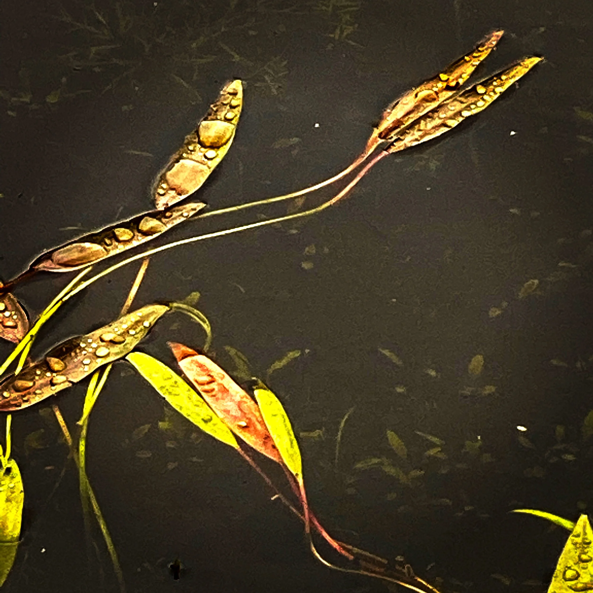 467D1D8C-B9F1-4DE1-A07E-7CA6CF94E85C.JPG
