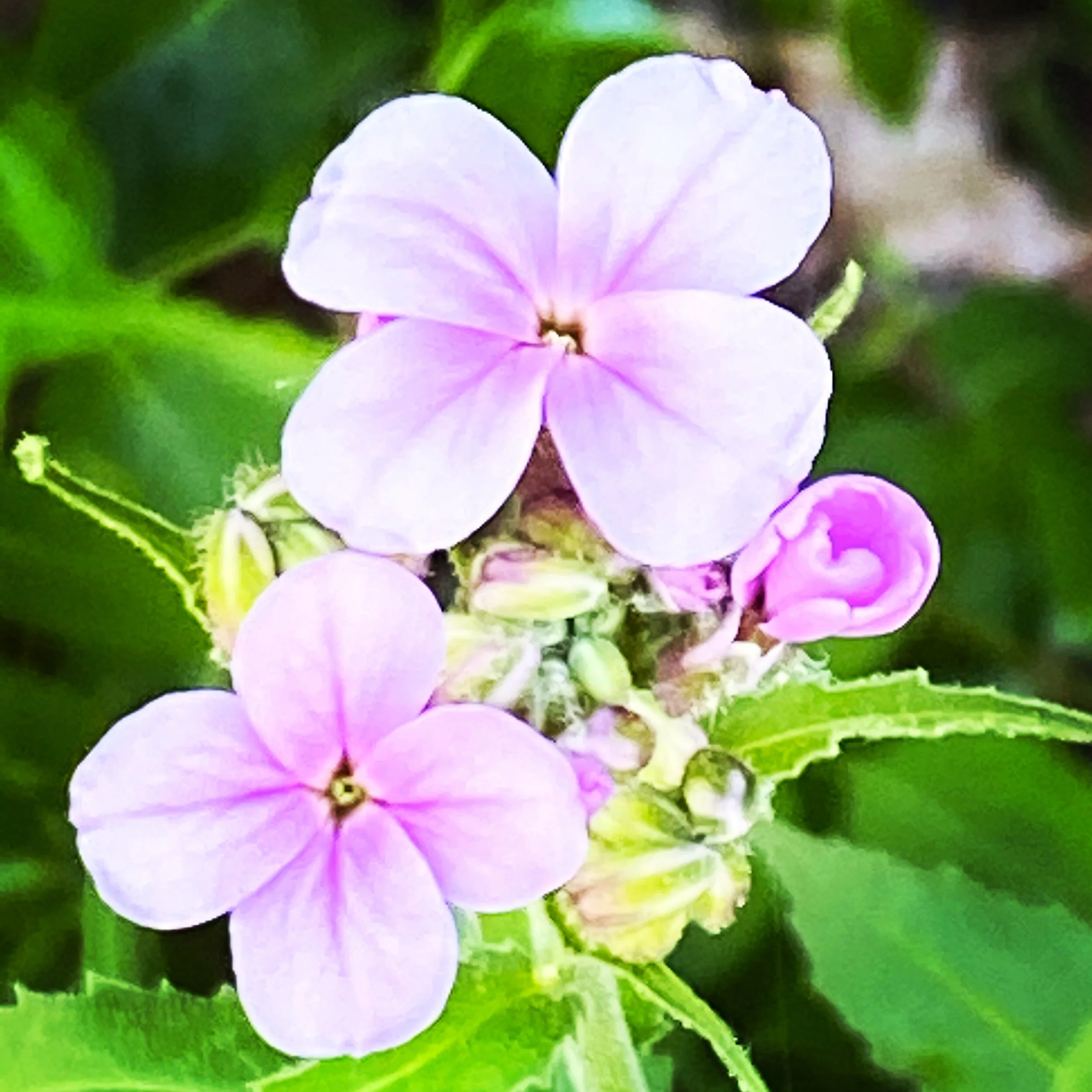 AB5647BF-A40F-4072-86F0-DC730719AF0F.JPG