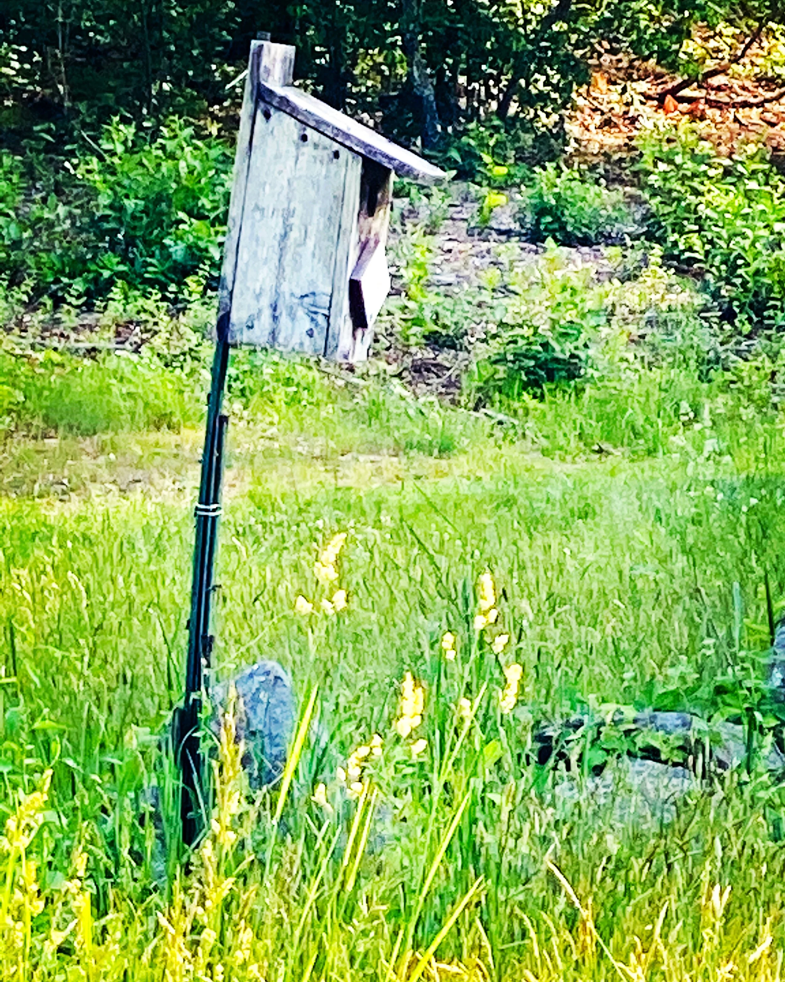 Bird box in the morning meadow