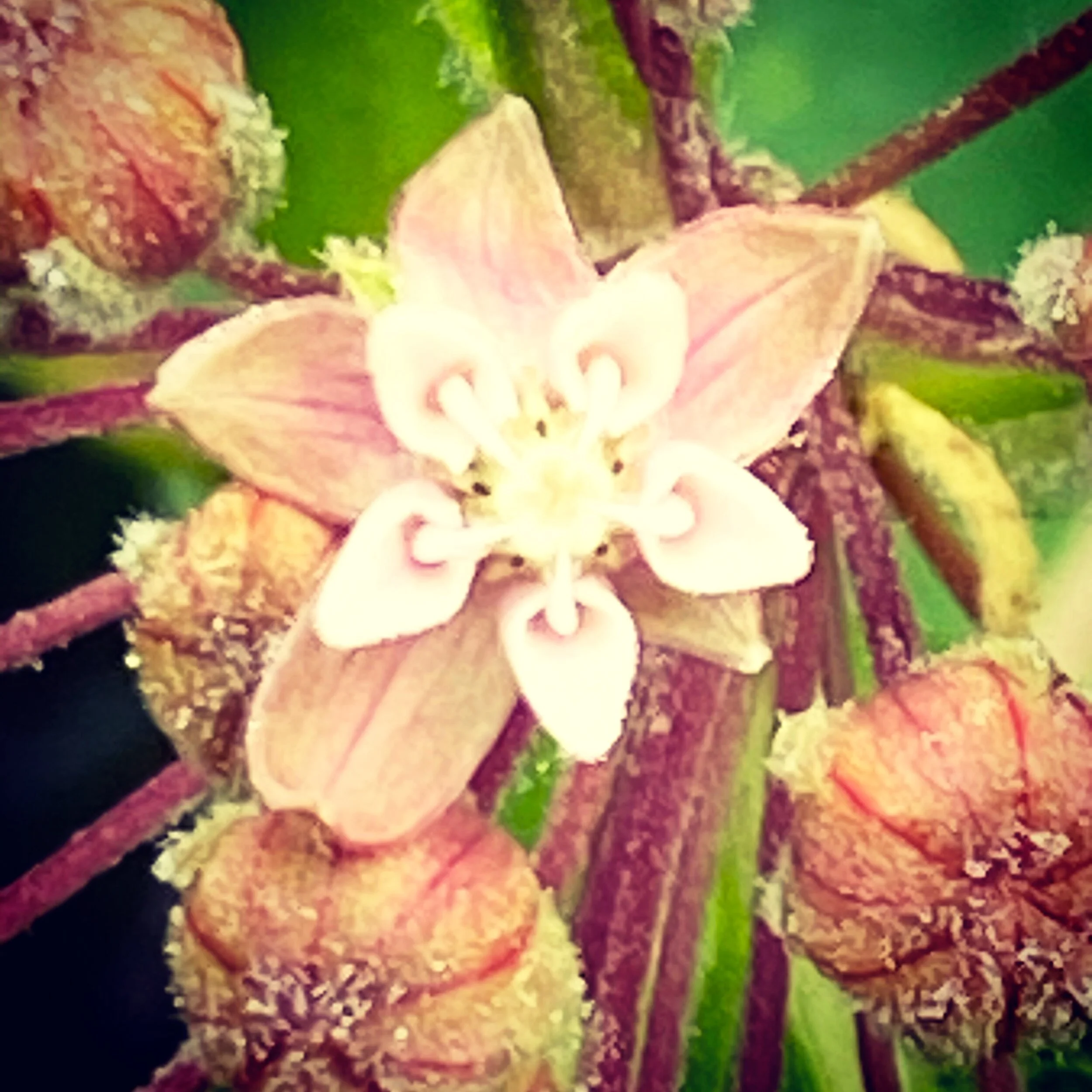 Milkweed blossom