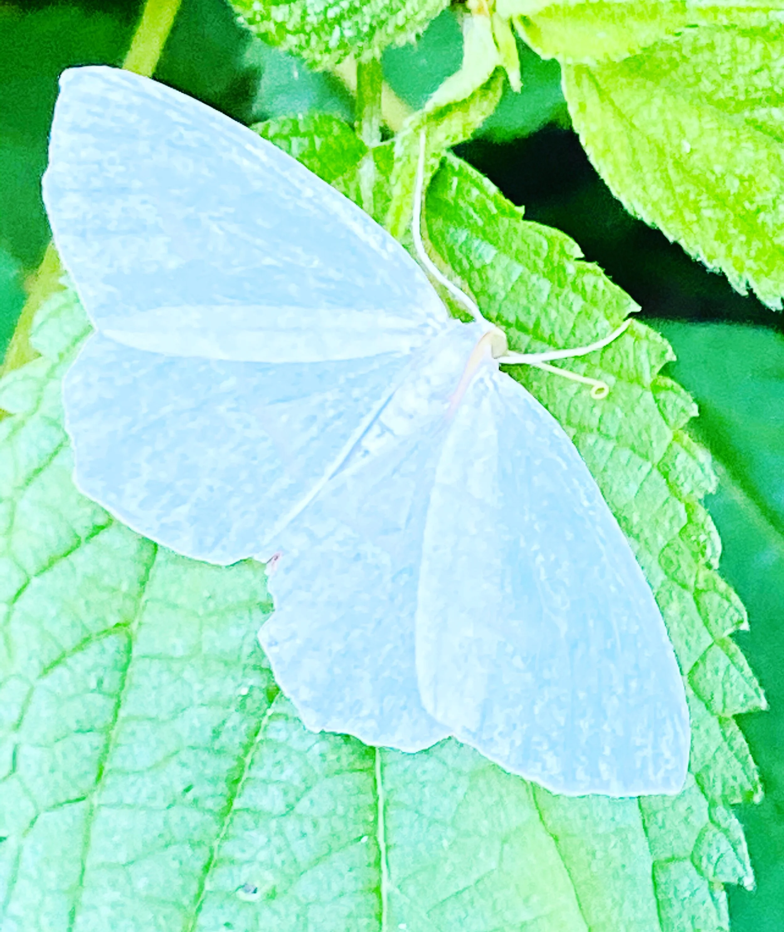 BA01F0BE-FC21-4642-9096-B8F893B898AB 4.JPG