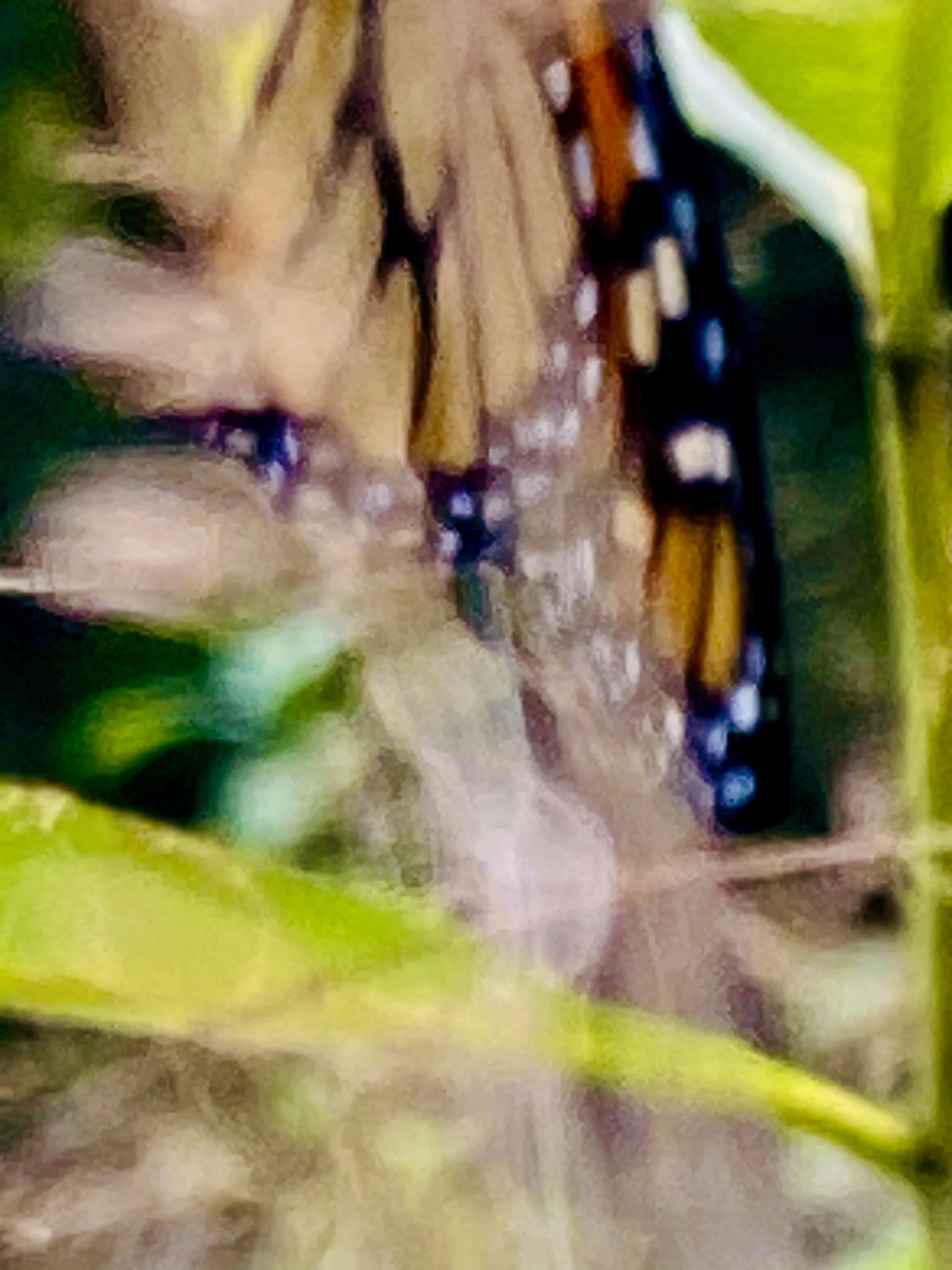 monarch 5.jpeg