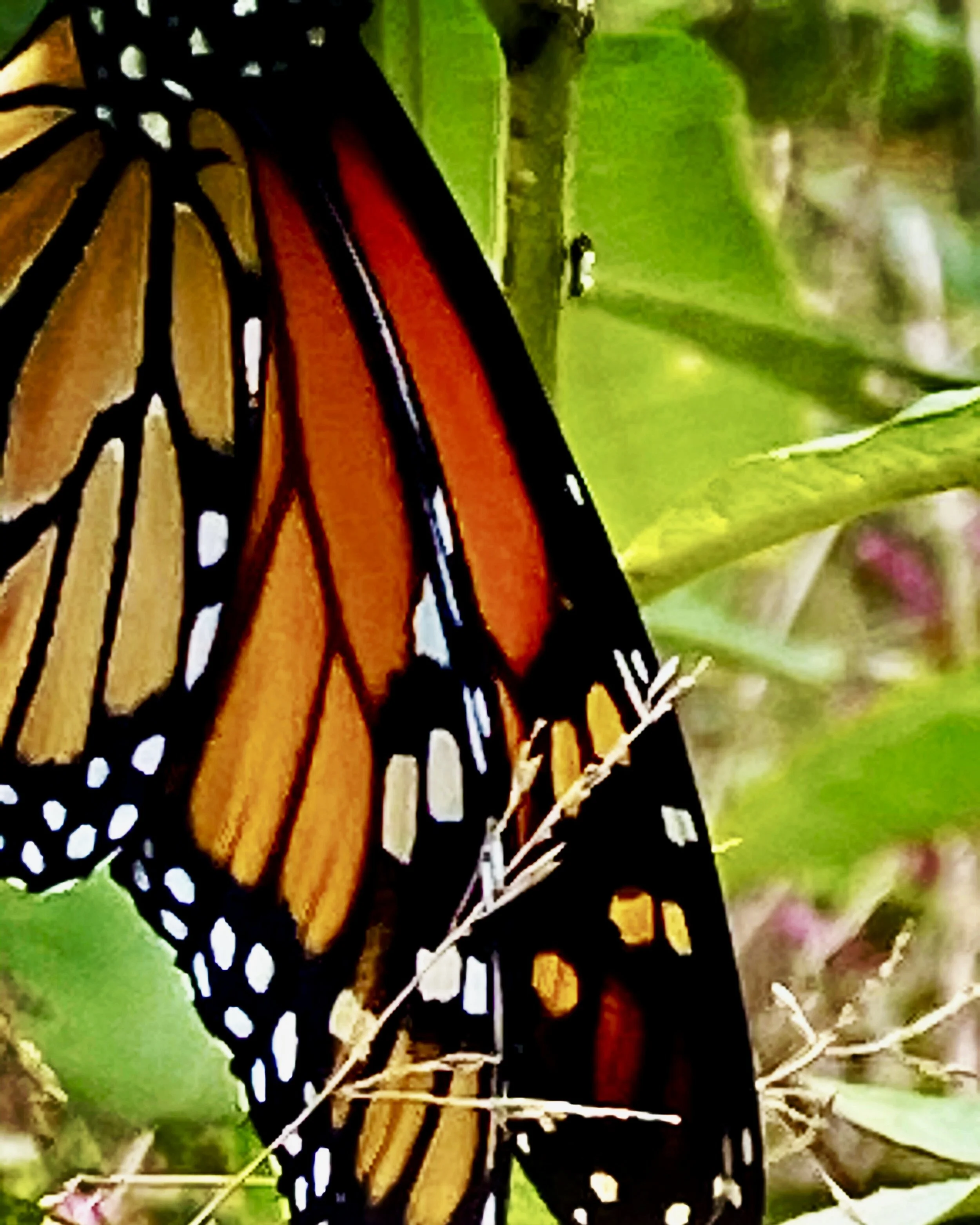 monarch 1.jpeg
