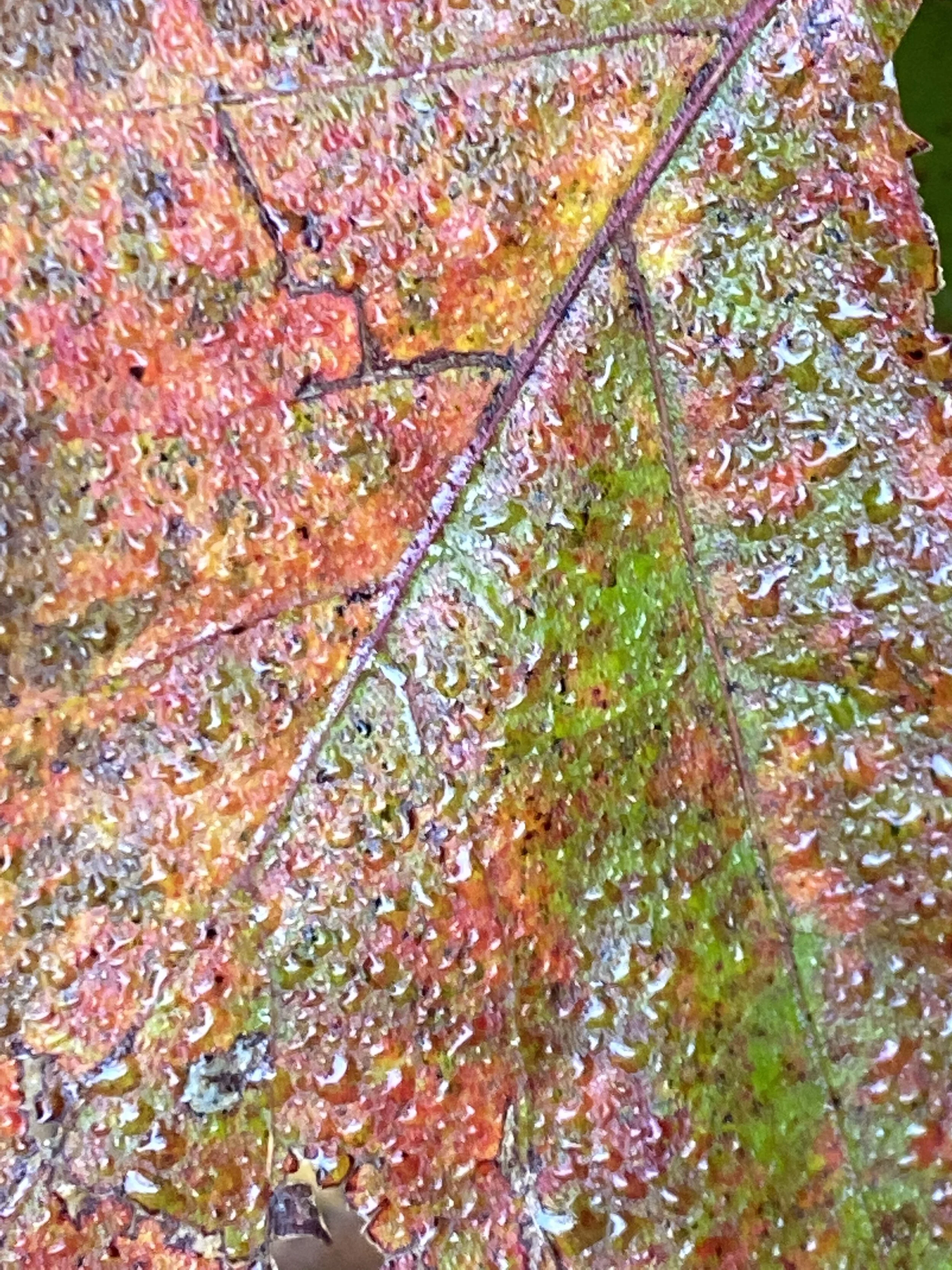 IMG_9301.jpeg