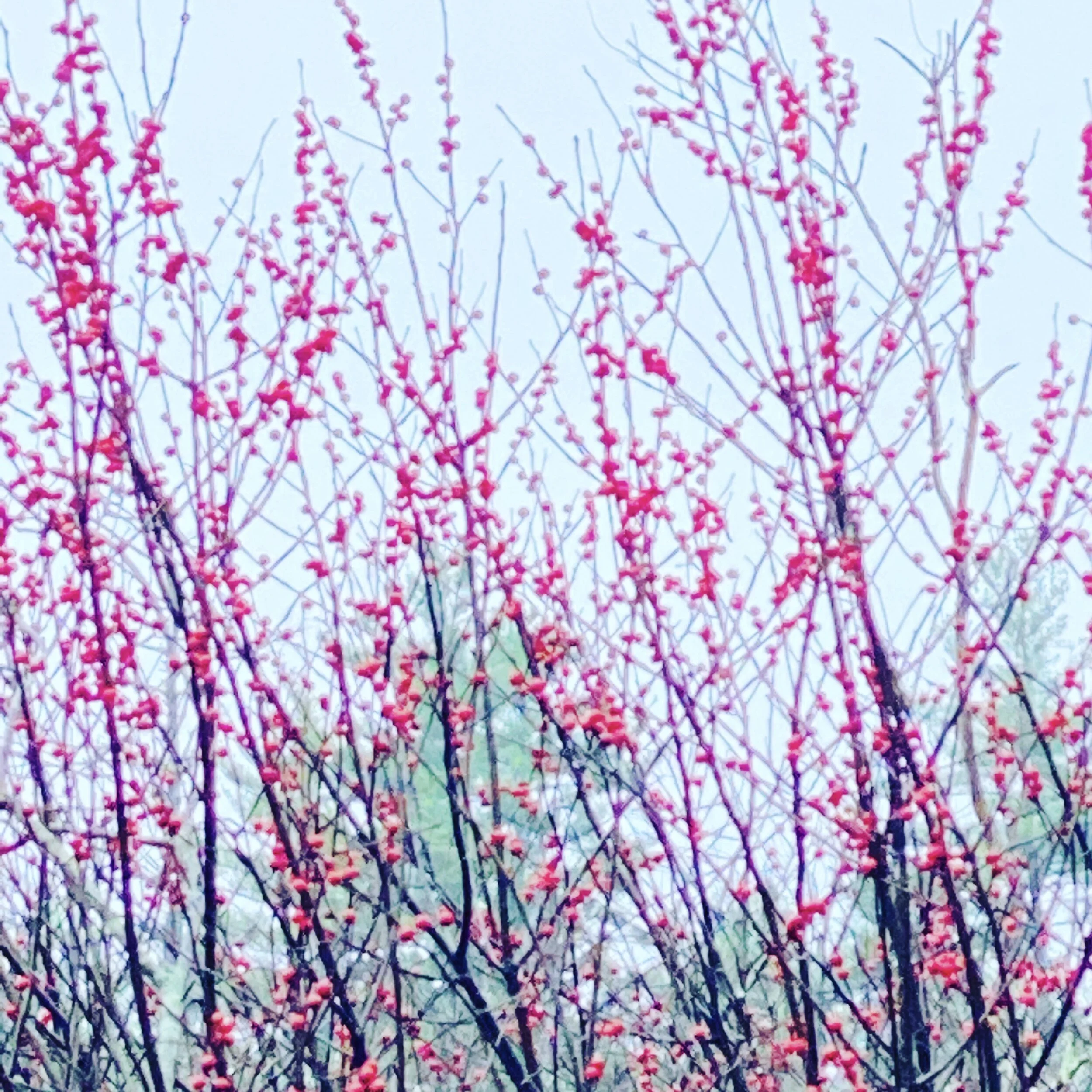 4B383C10-6A36-4FA4-A1DF-D0EBCD6F42A3.jpeg