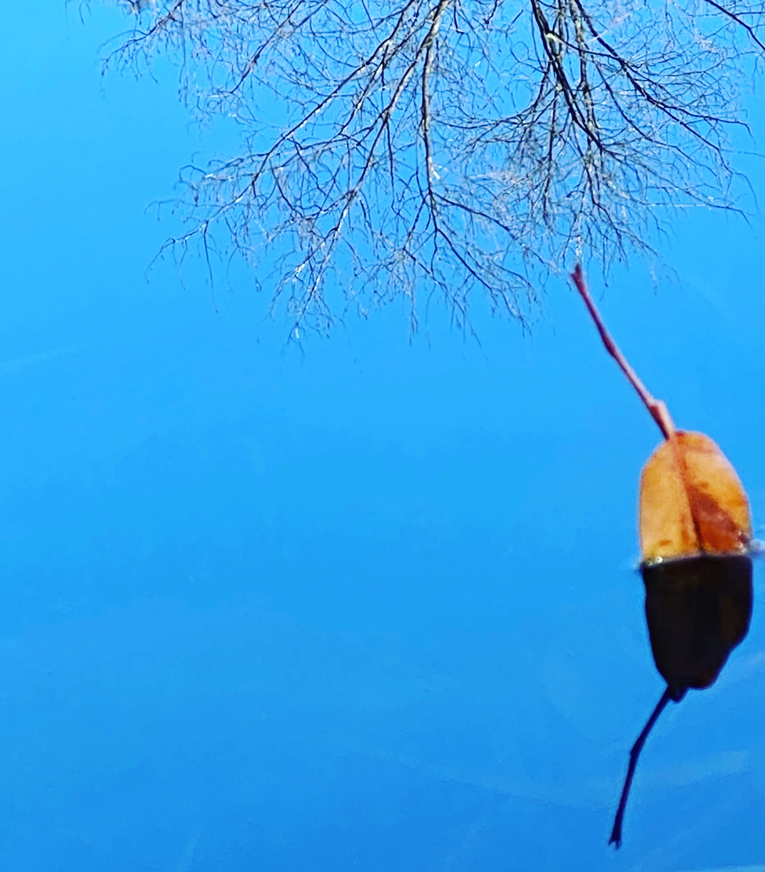 leaf in brook.JPG