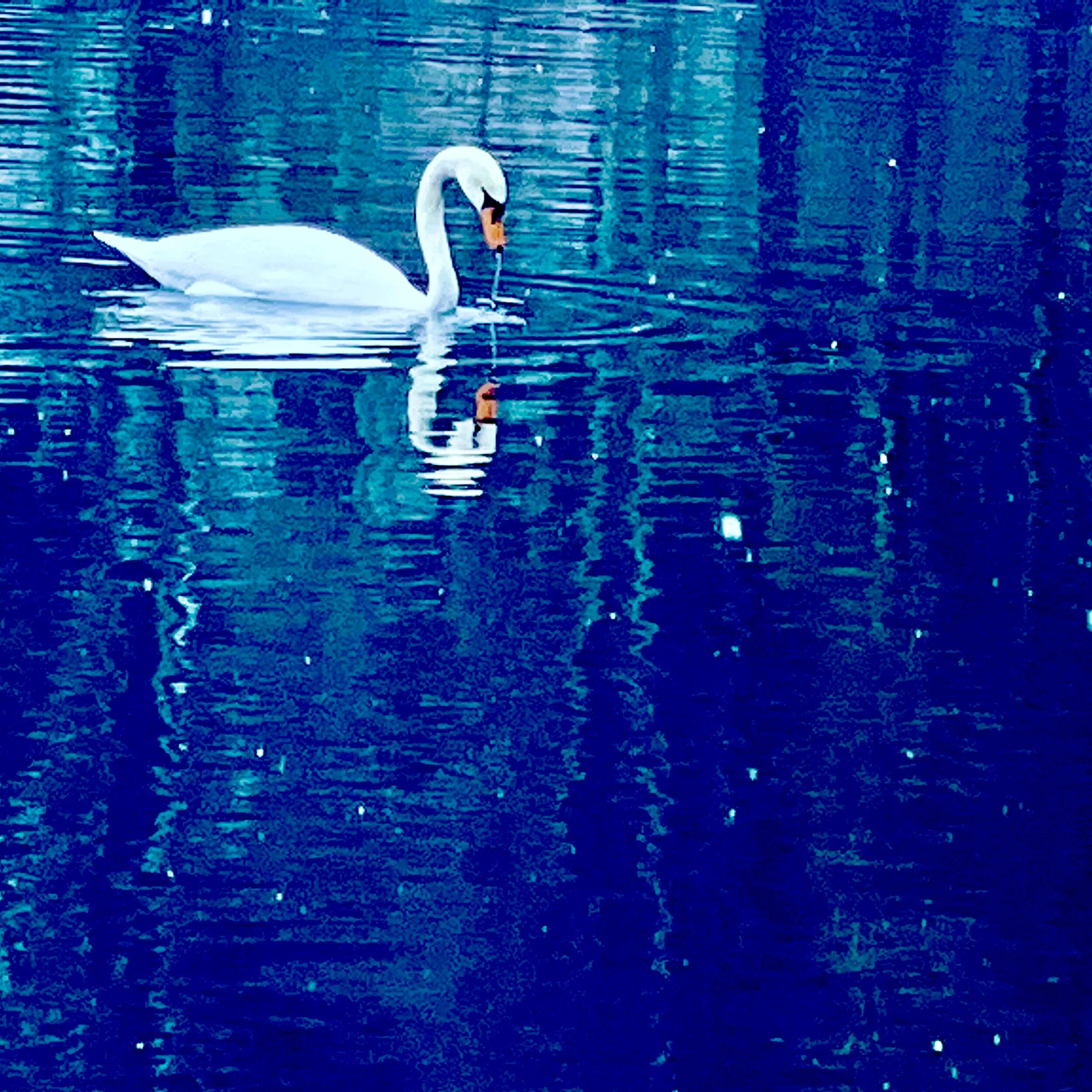 Morning Goose, Charles River