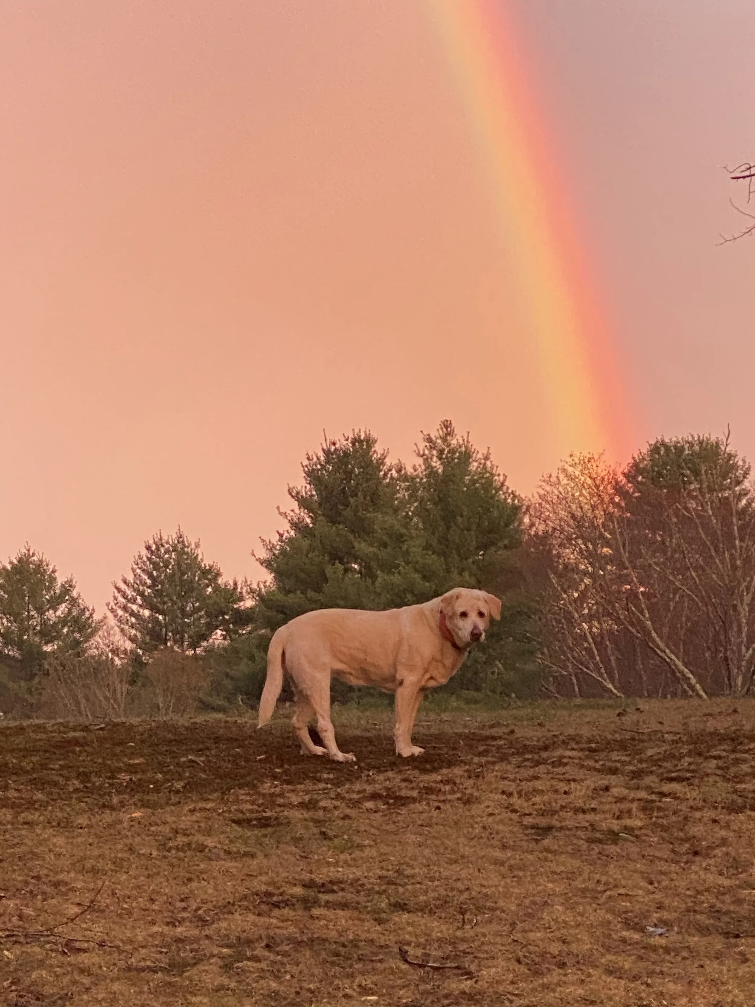 Suzi under the rainbow
