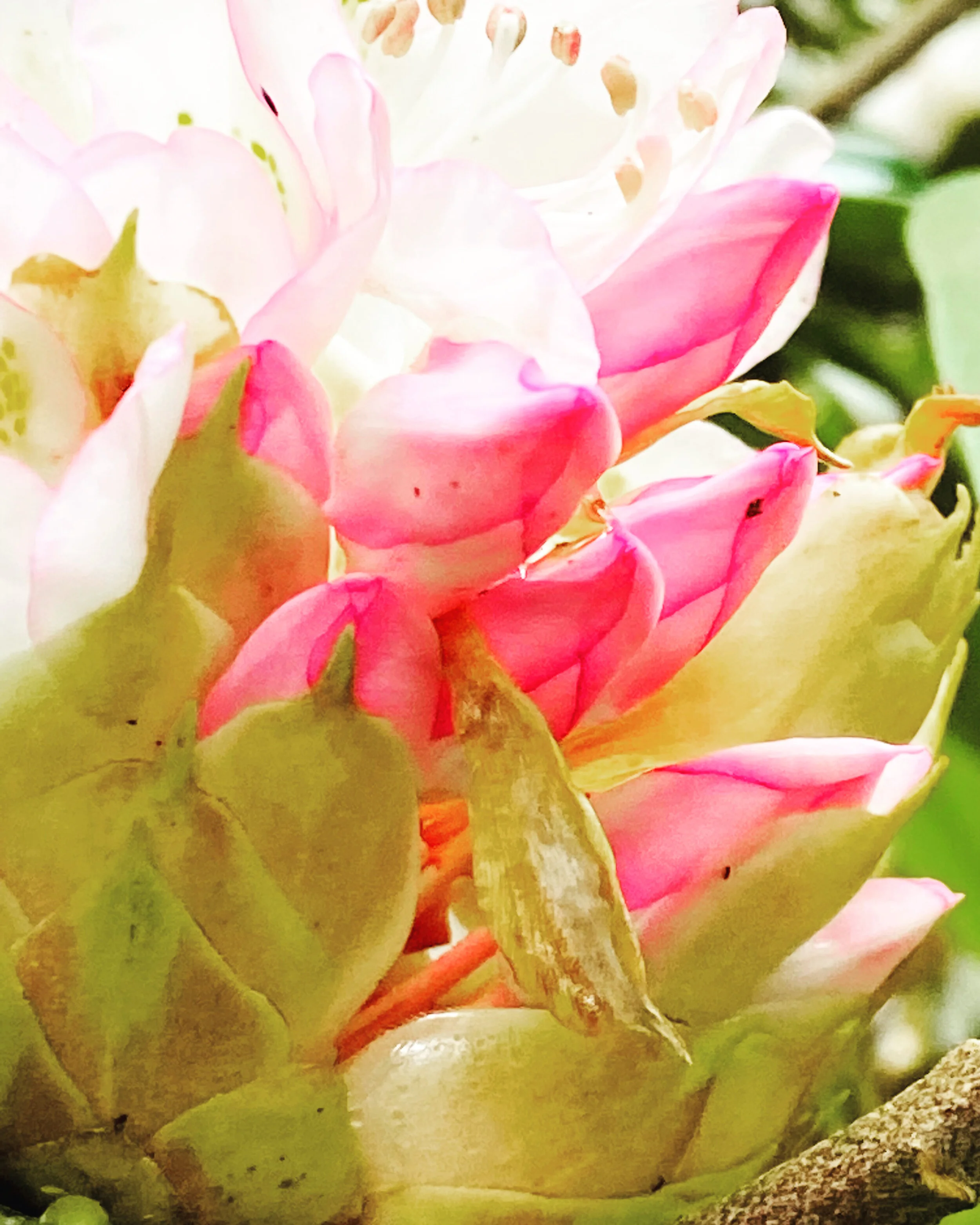 863563E3-A097-4EC0-9D03-280D1758F9CC.jpeg