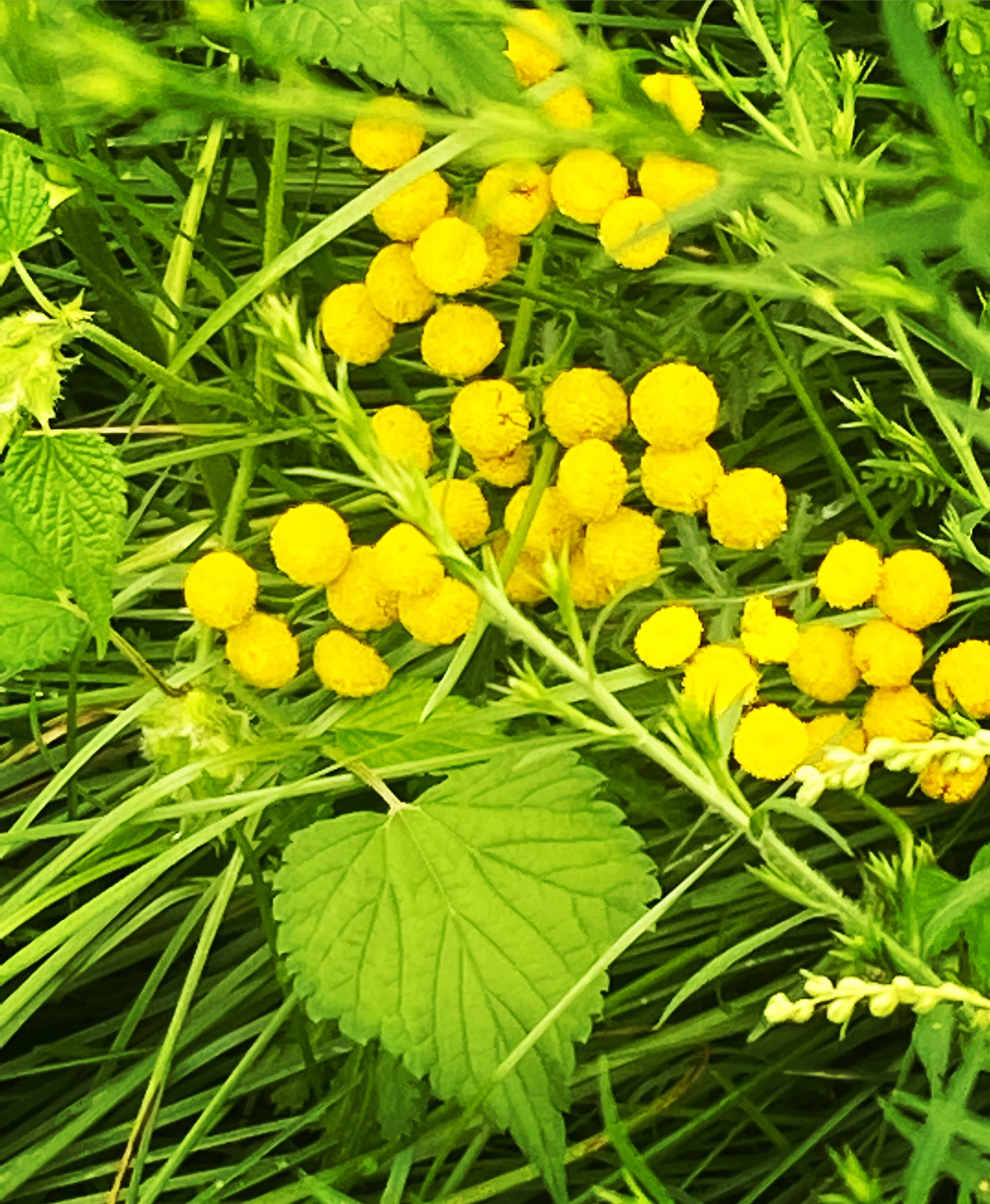 BE1182A5-C9EB-491A-9B8C-0D0FEE571A30.jpeg