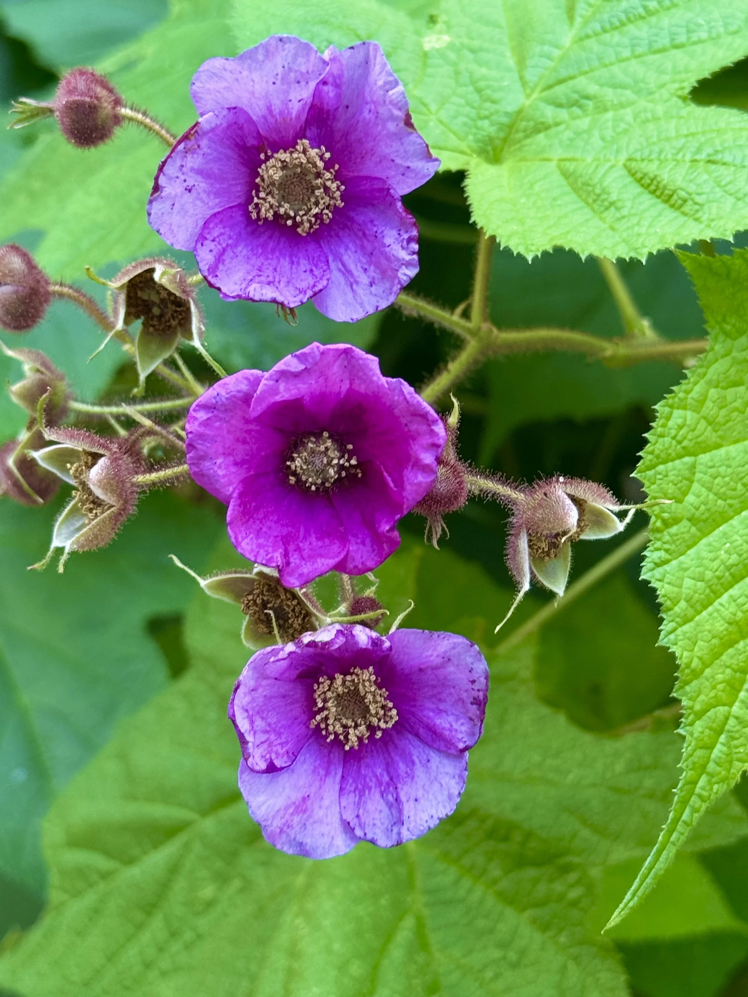 flowering raspberry.jpeg