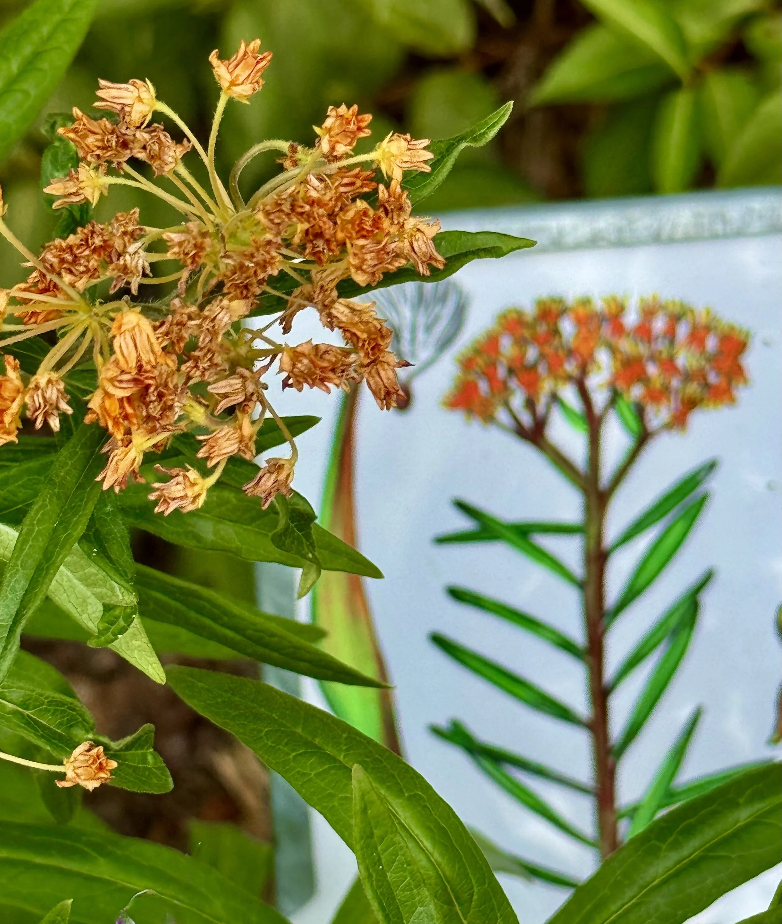 butterfly milkweed.jpeg