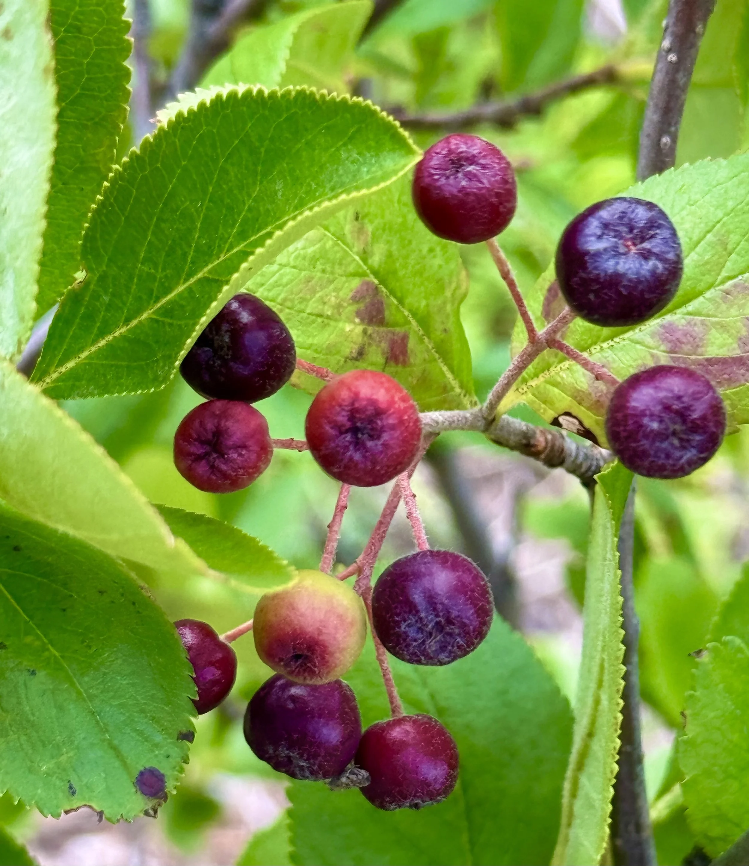 Red chokeberry.jpeg