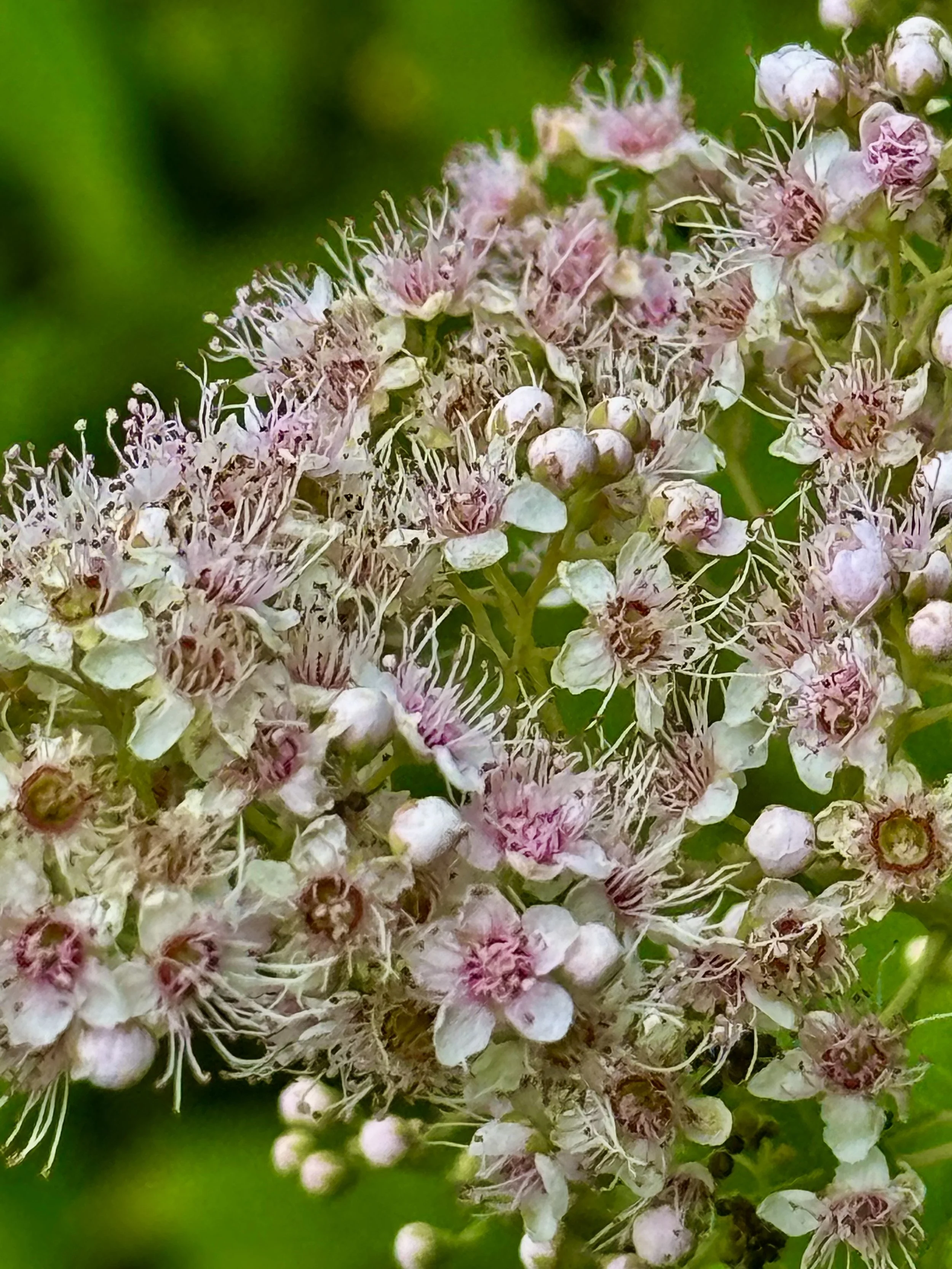 Meadowsweet.jpeg