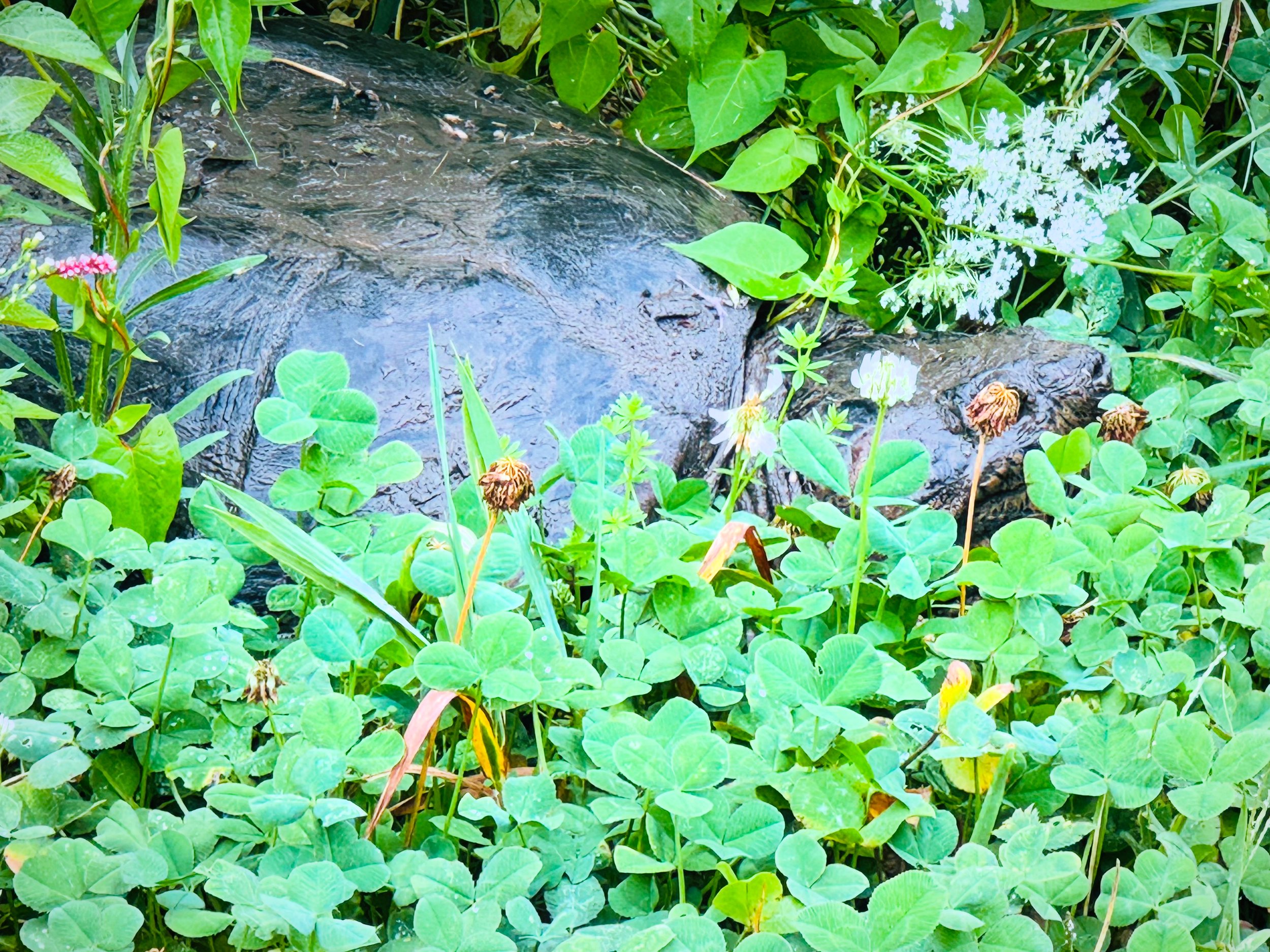 6A46FBD8-ECBF-4A4C-8783-3806E73D3C6C 2.JPG