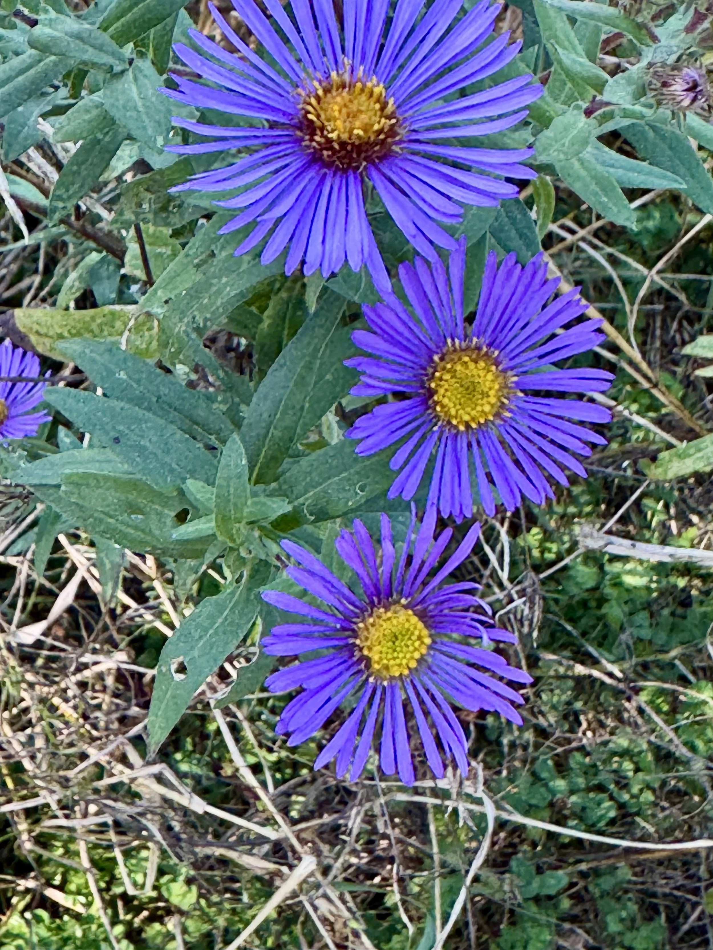 IMG_8073.jpeg
