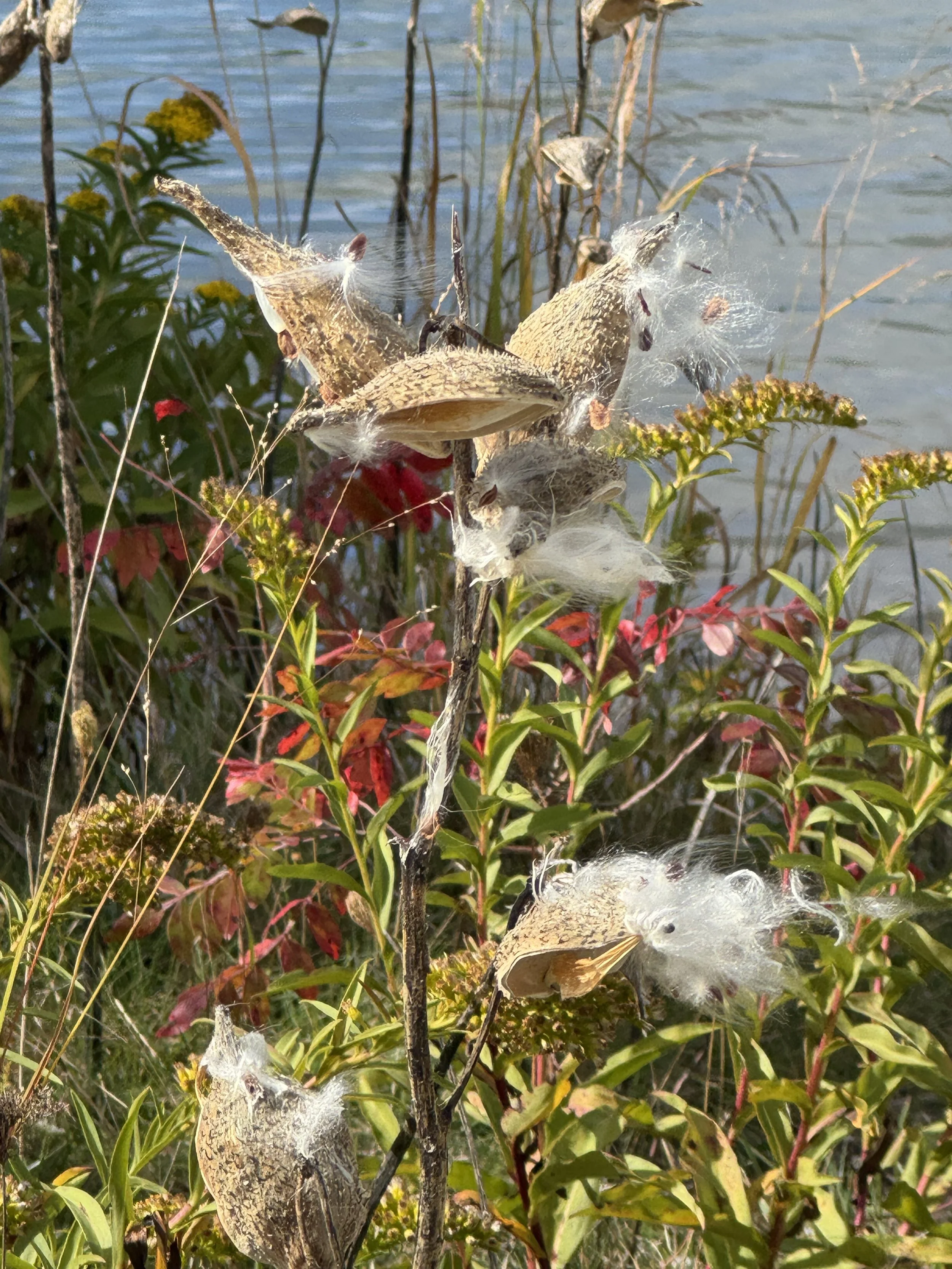 IMG_8376.jpg