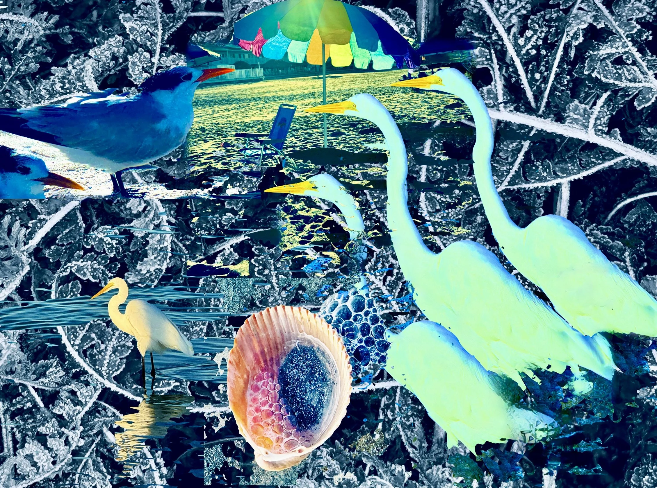 Gulf of Mexico Collage.jpeg