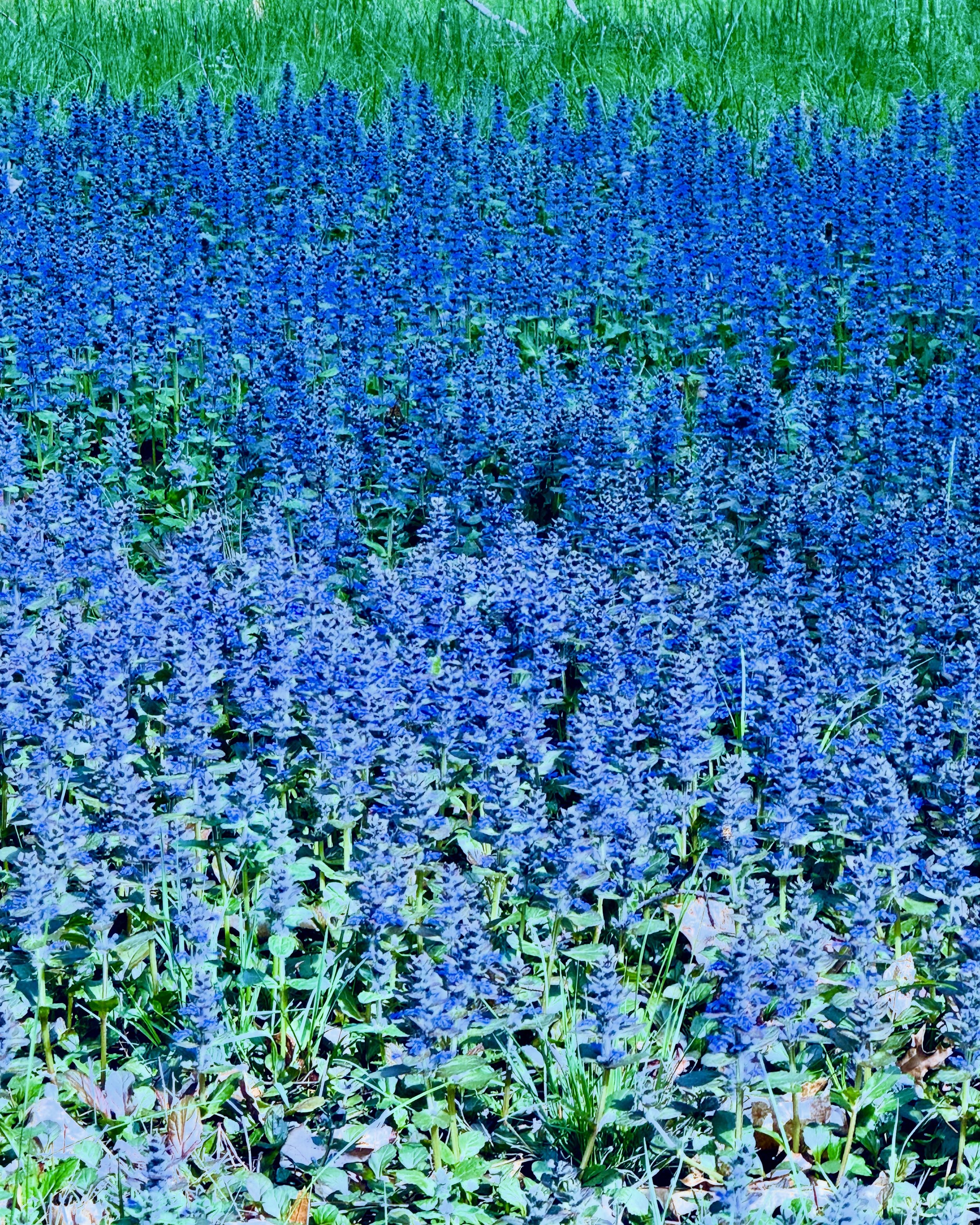 CFF453A7-213B-4506-AA56-D6D433F07D6C.jpg