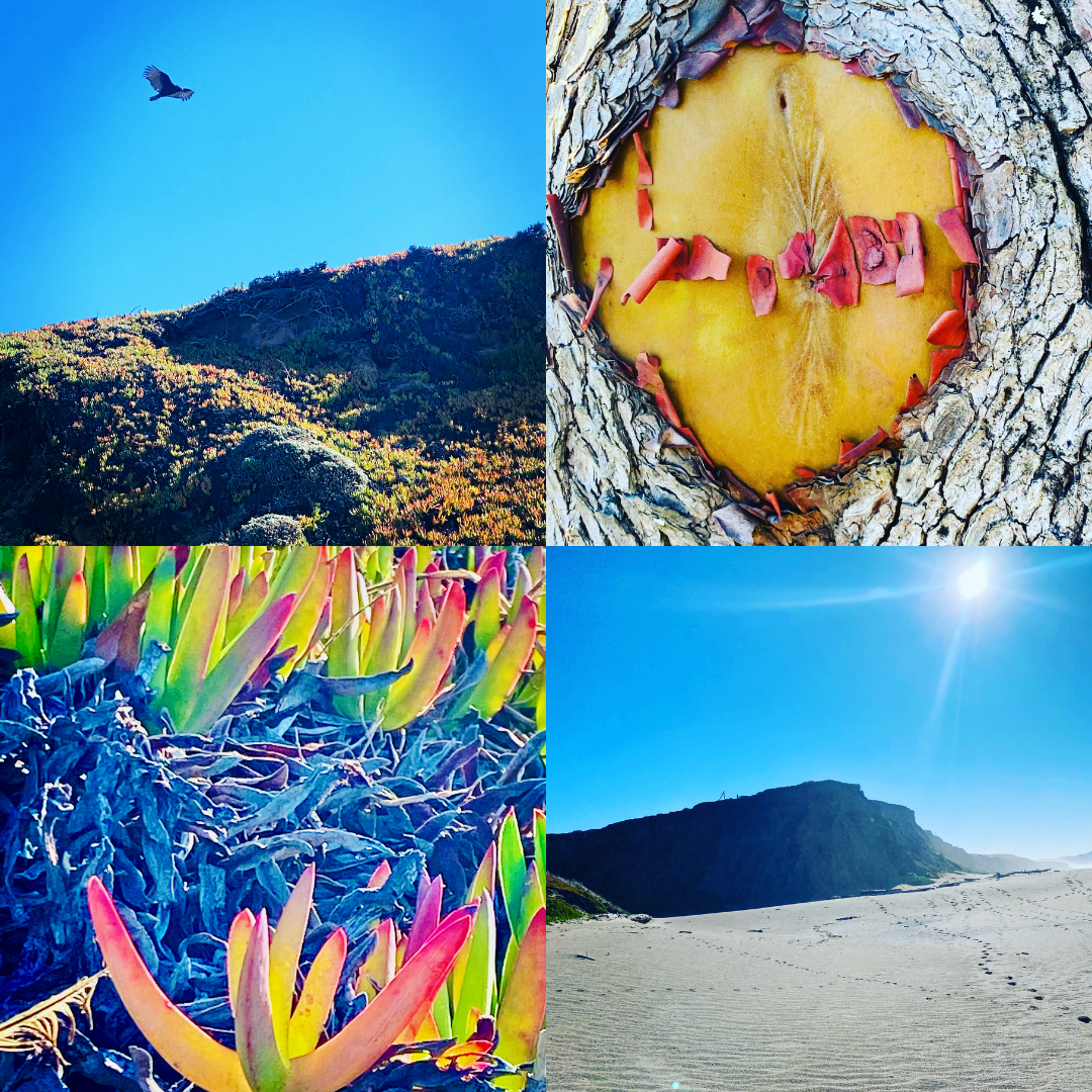 what's rising collage.png