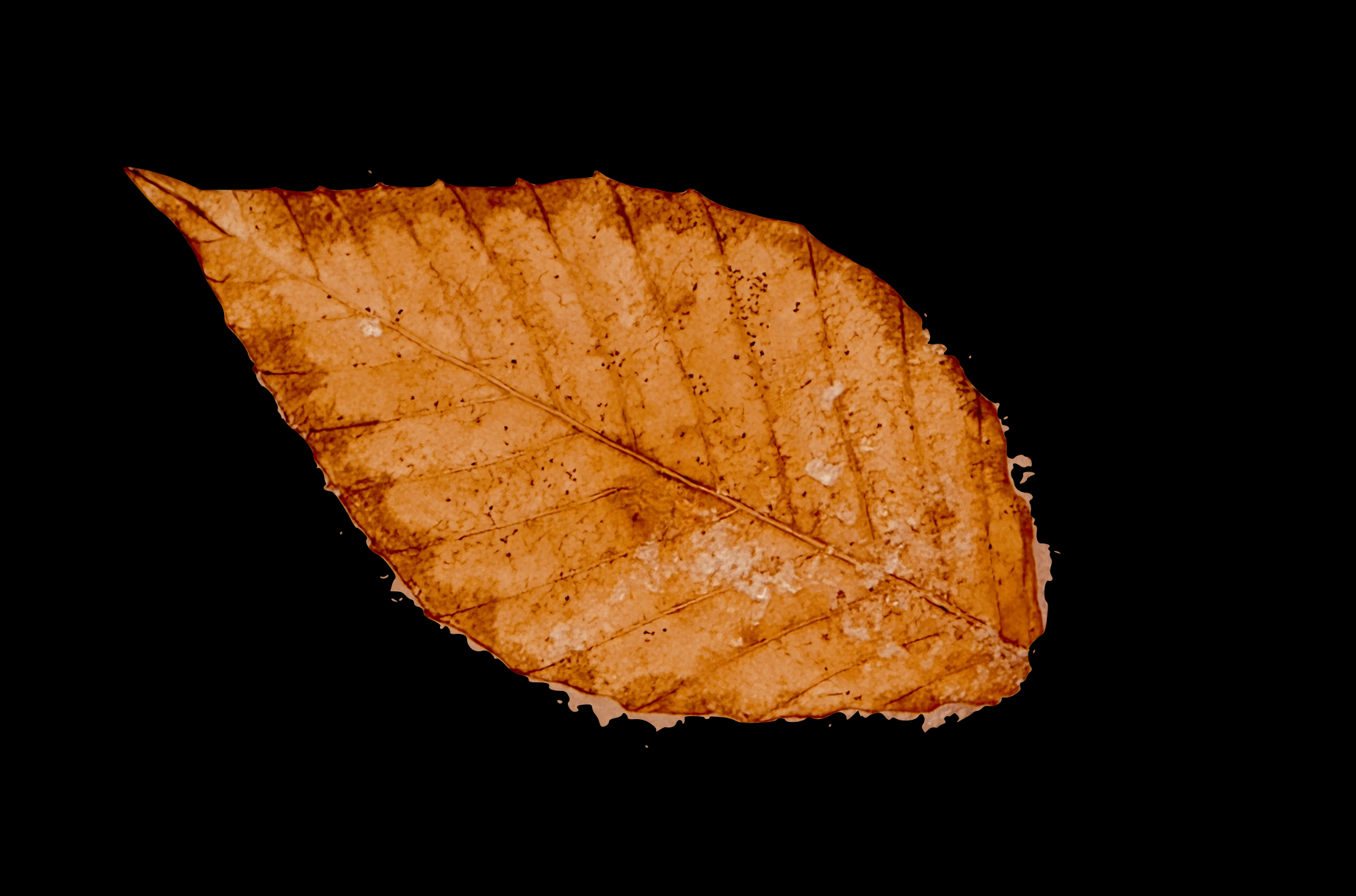 Screenshot 2026-02-16 at 7.03.00 PM.png