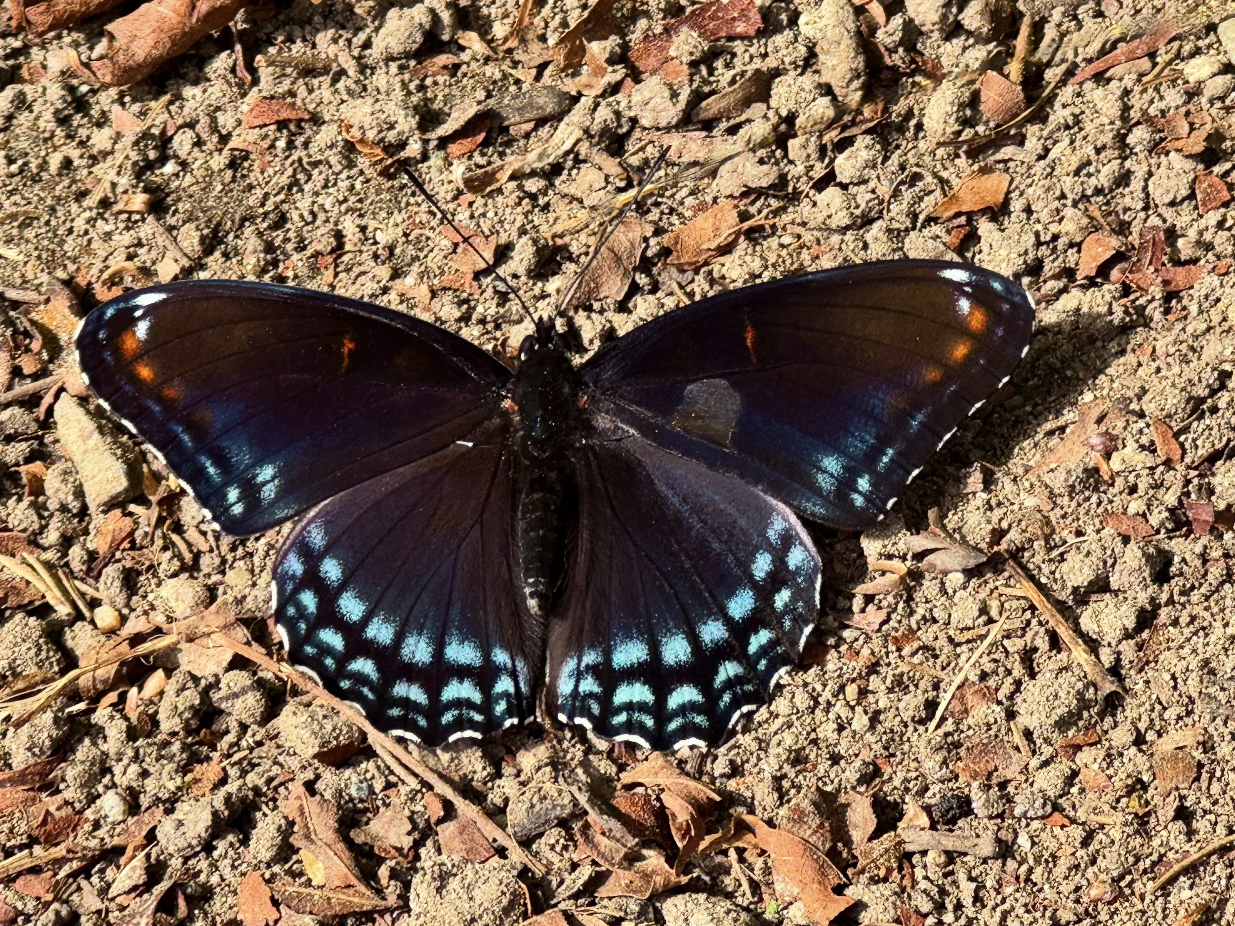 Red spotted purple butterfly.jpg