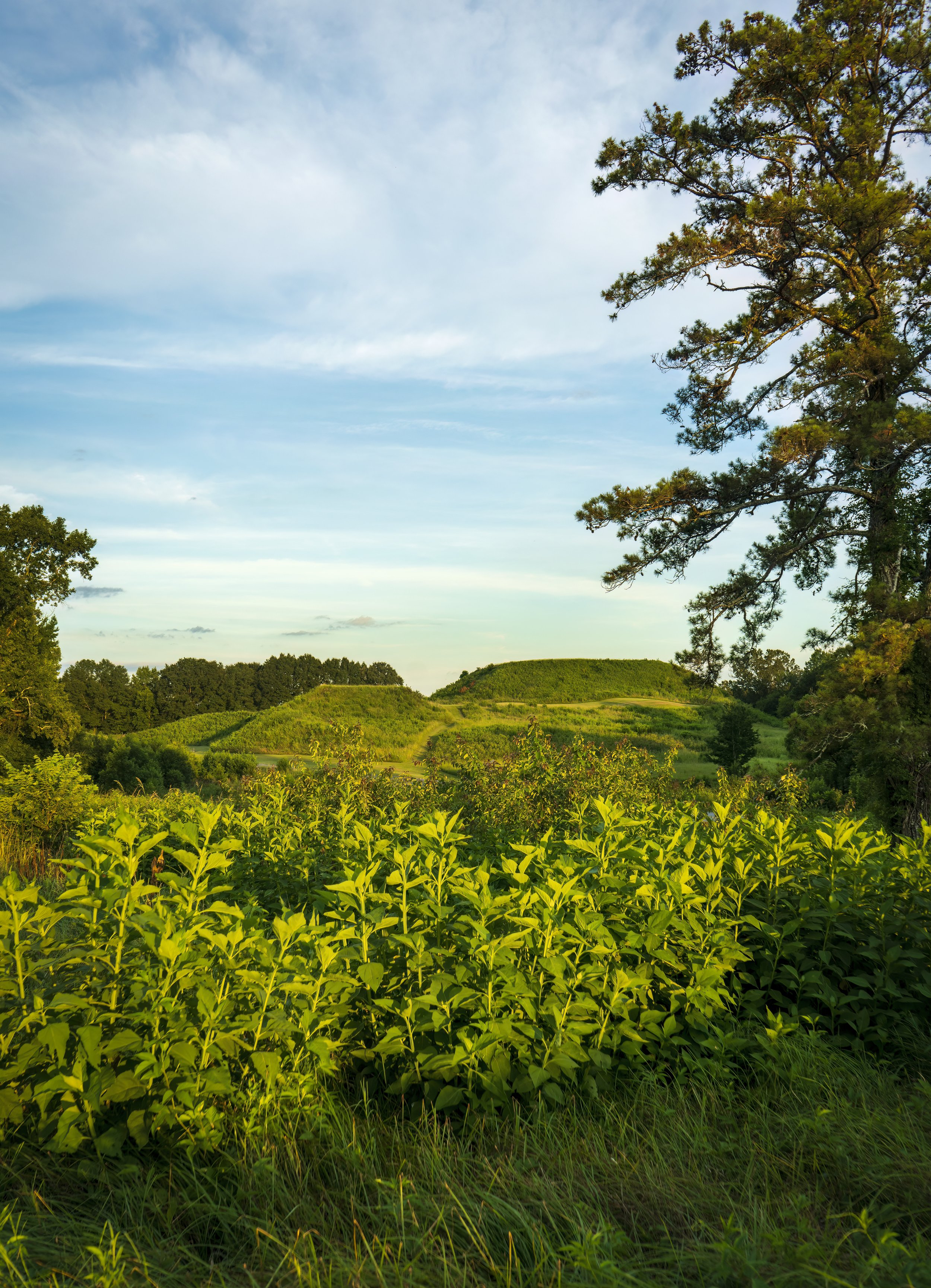 tomfields-mounds288-preview.jpg
