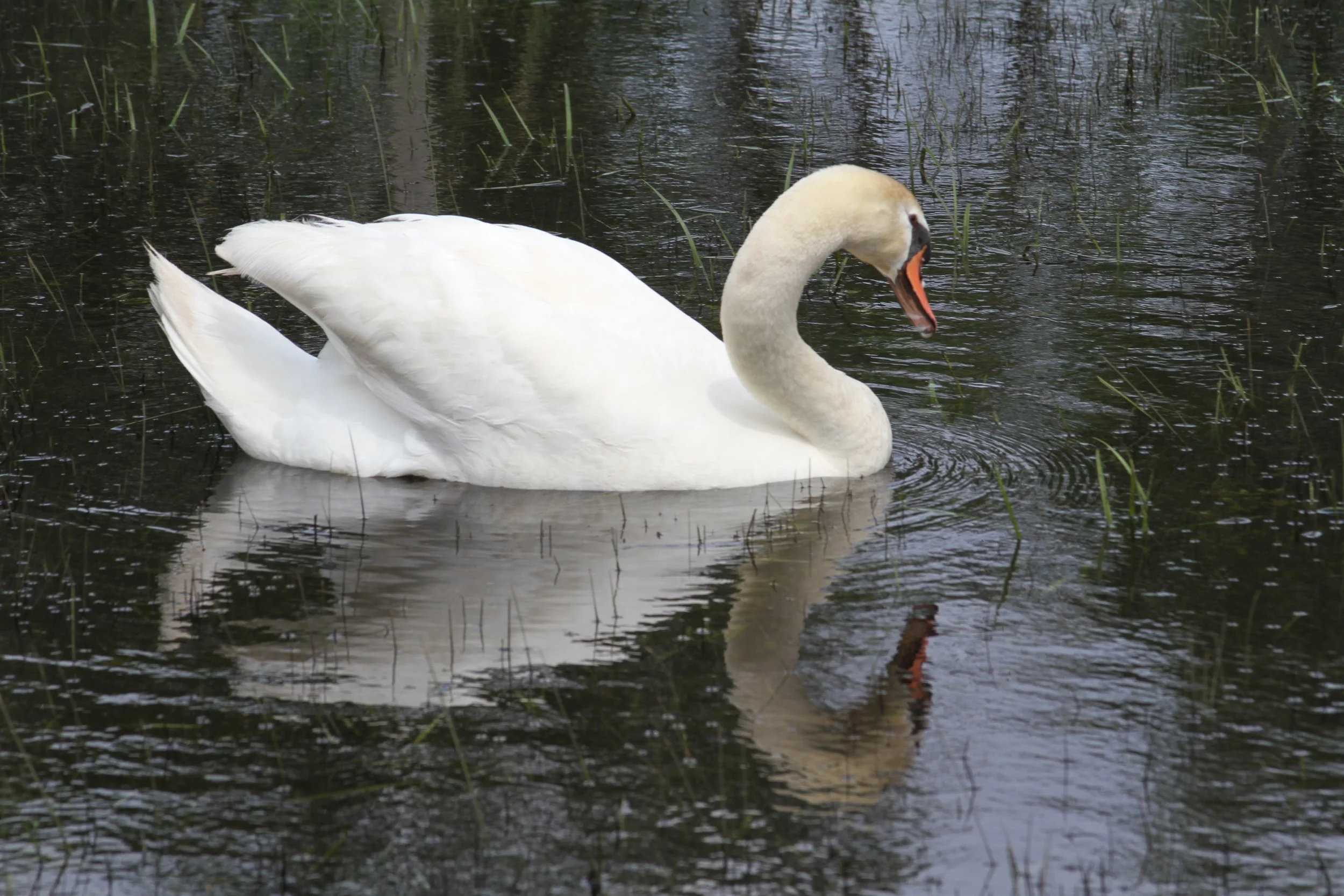 swanbest.jpg