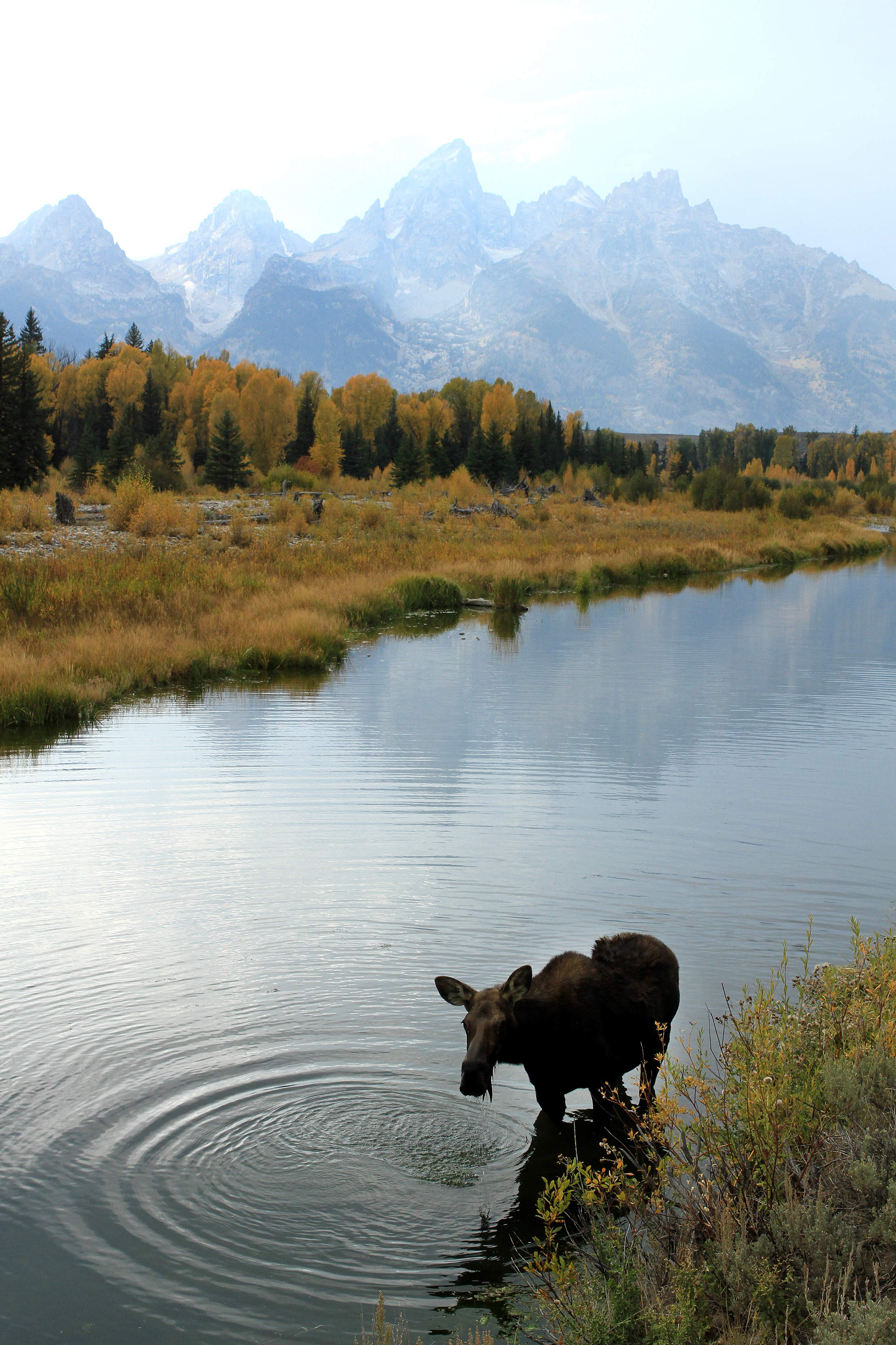 LB2012.09.23.moose.jpg