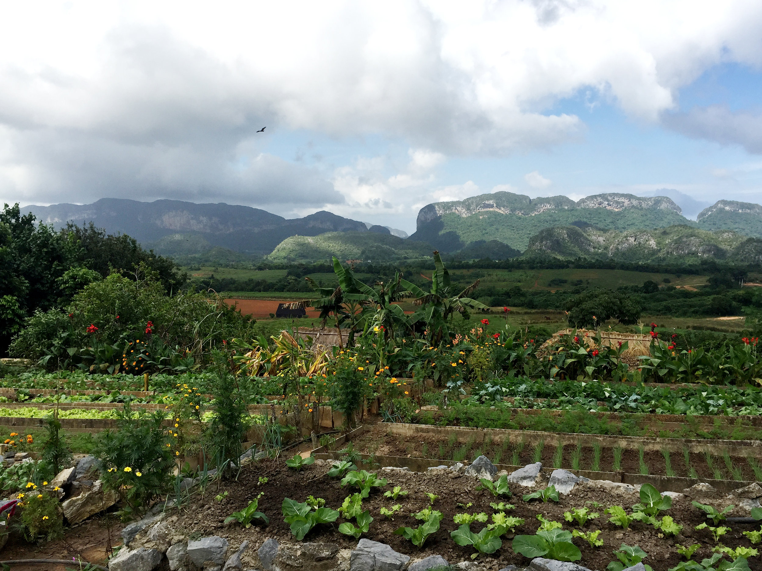 View of and from the finca