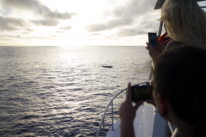 Dolphins on the way to the Blue Hole