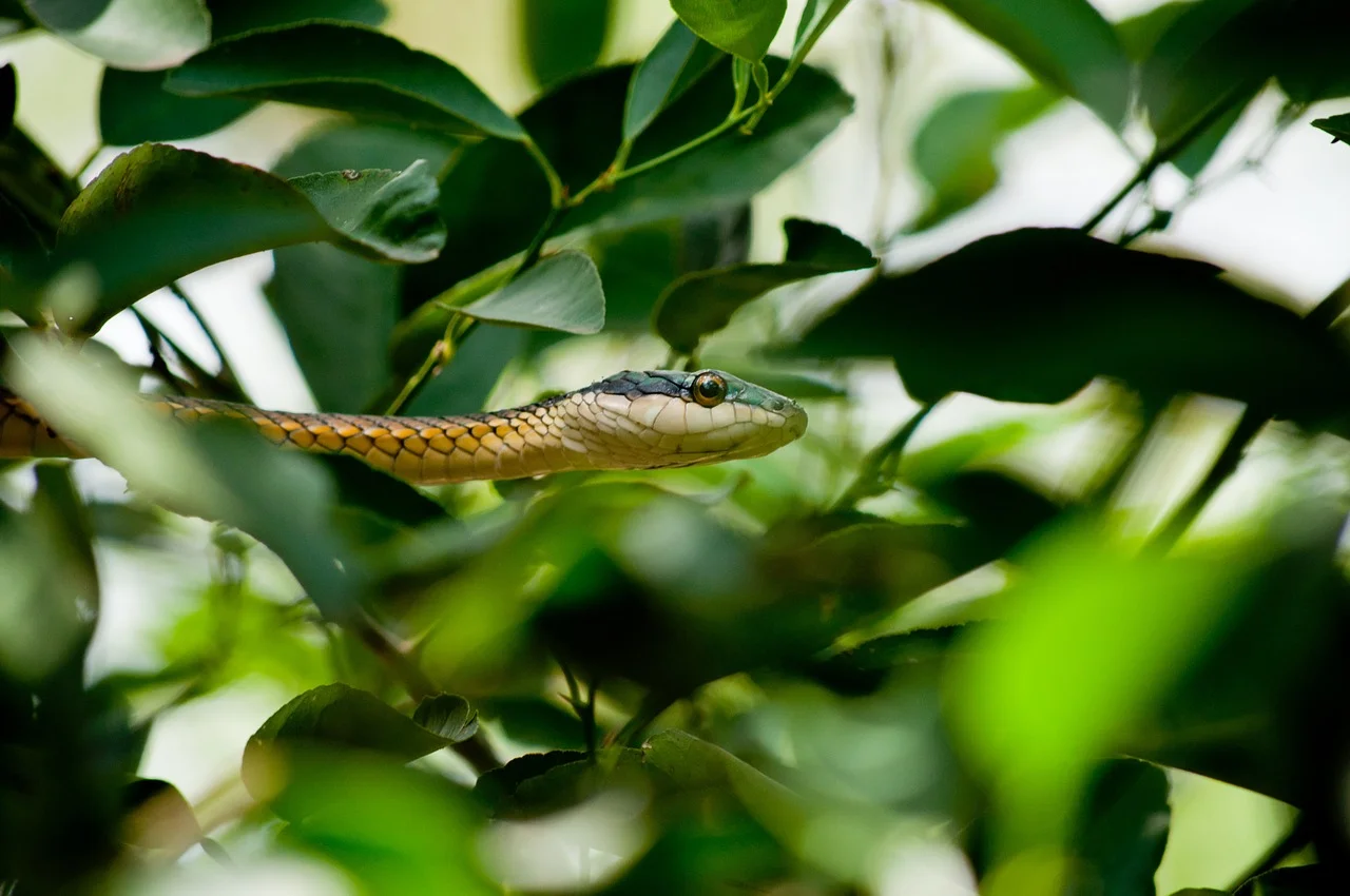 snake-997865_1280.jpg