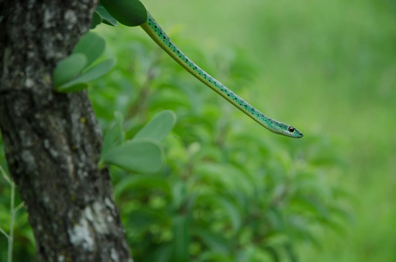 snake-2346672_1280.jpg