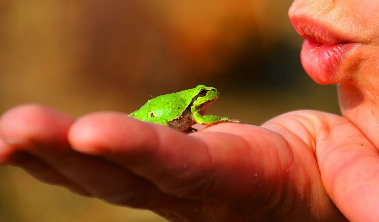 frog-prince-334970_1280.jpg