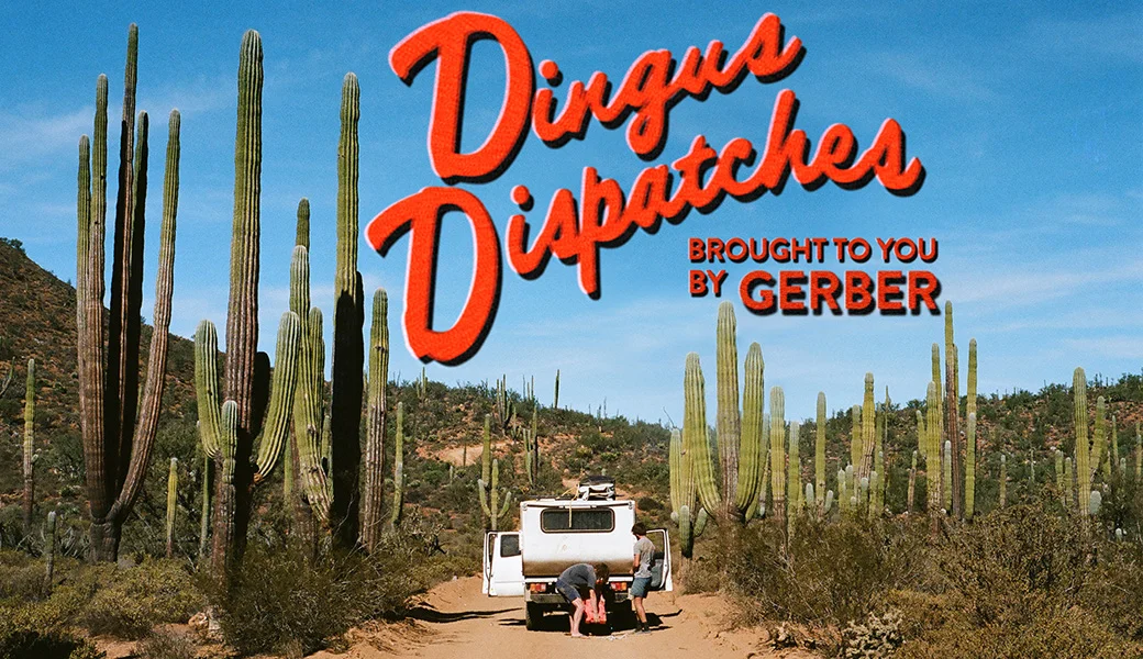 Dingus Dispatches.jpg