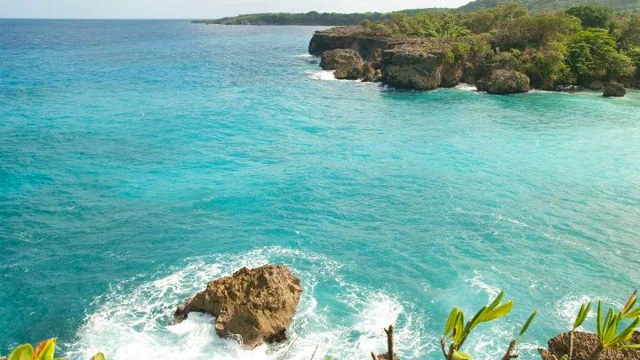 Island_Buzz_2012.jpg