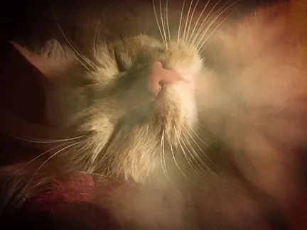 One of my bed mates, Punkin.
