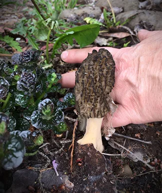 I have 2 morel mushrooms in my yard! This is the first one I found and the prettier of the two! So cool! I'm thinking if I don't eat them I might get more...