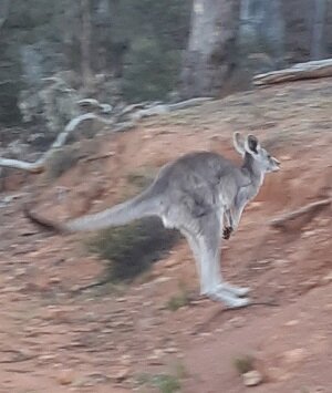 kangaroo_website.jpg