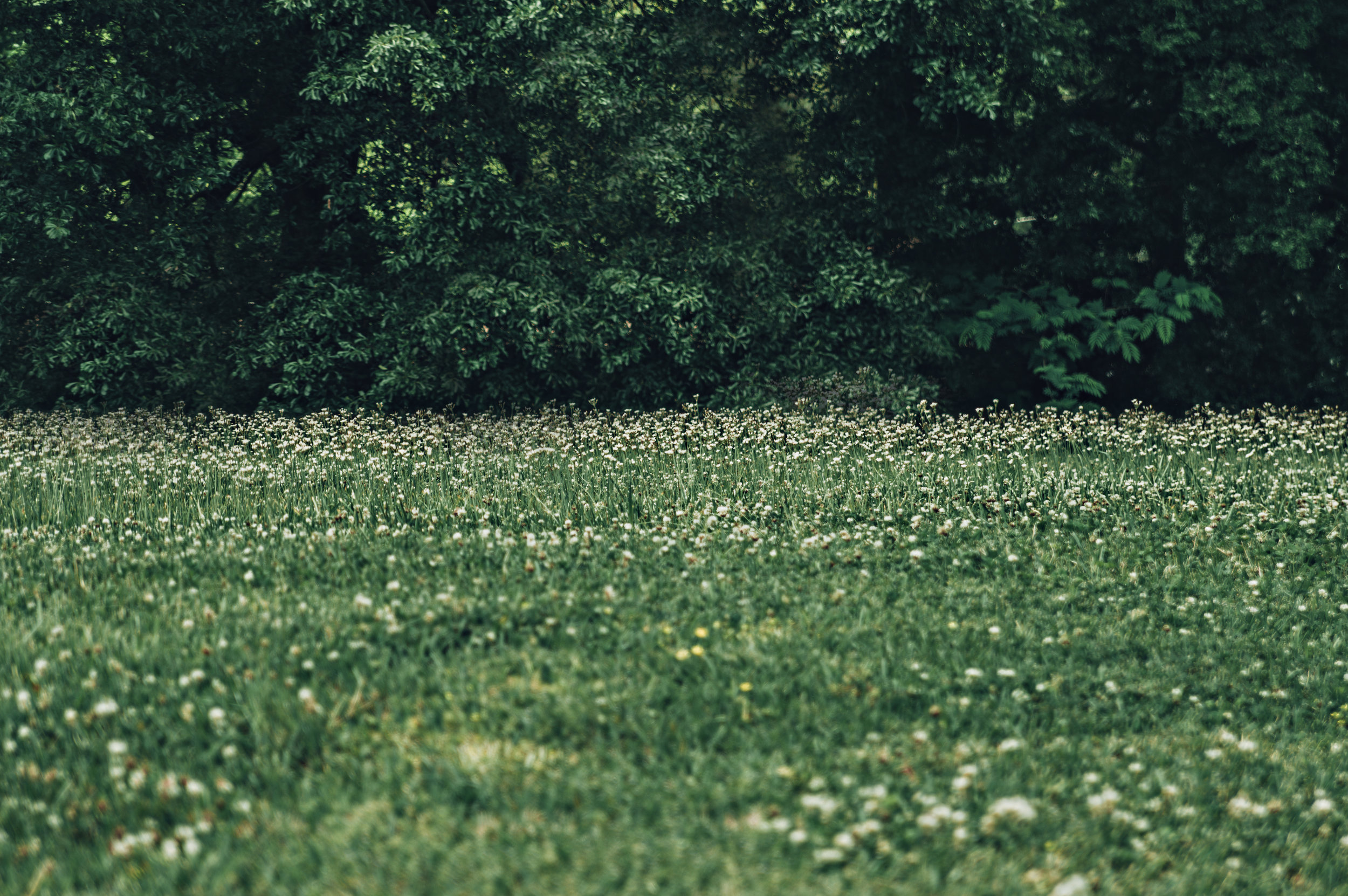 Field.jpg