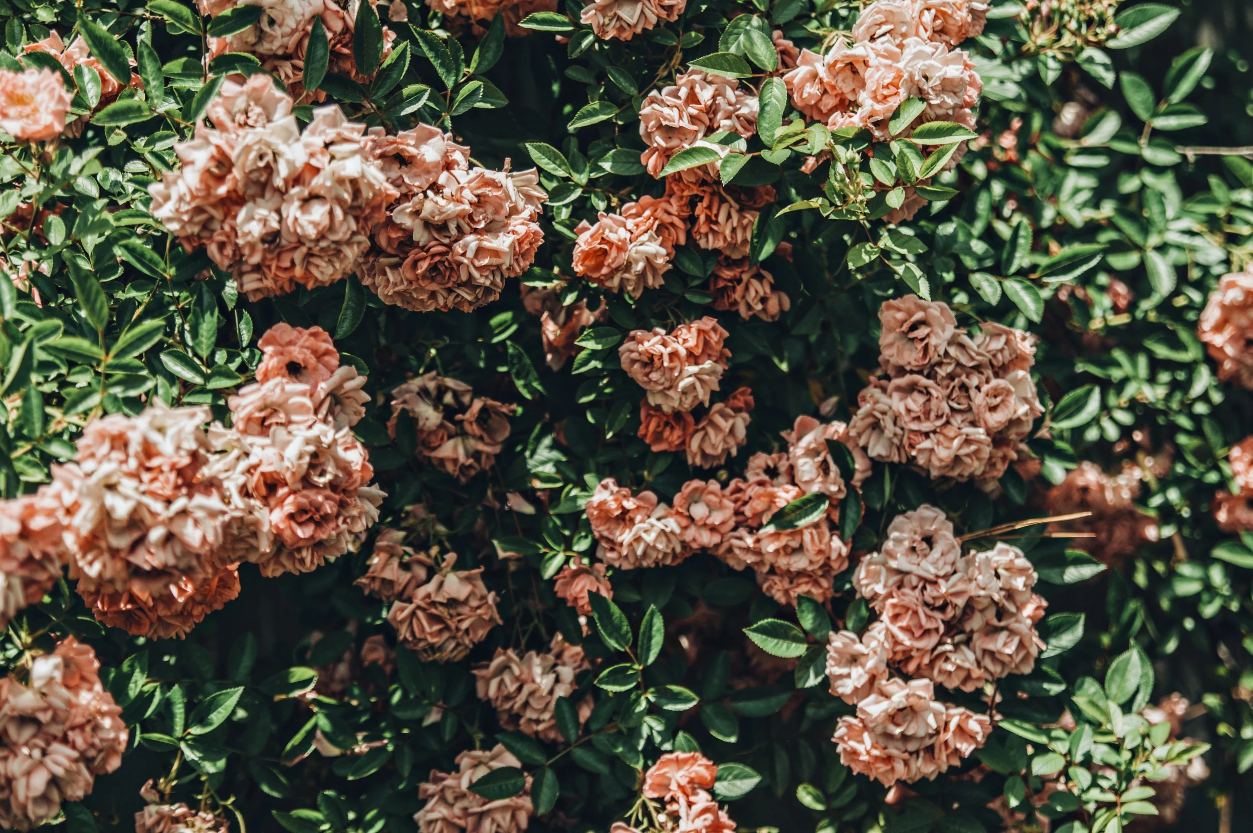 neighborhoodwalksflorals.jpg
