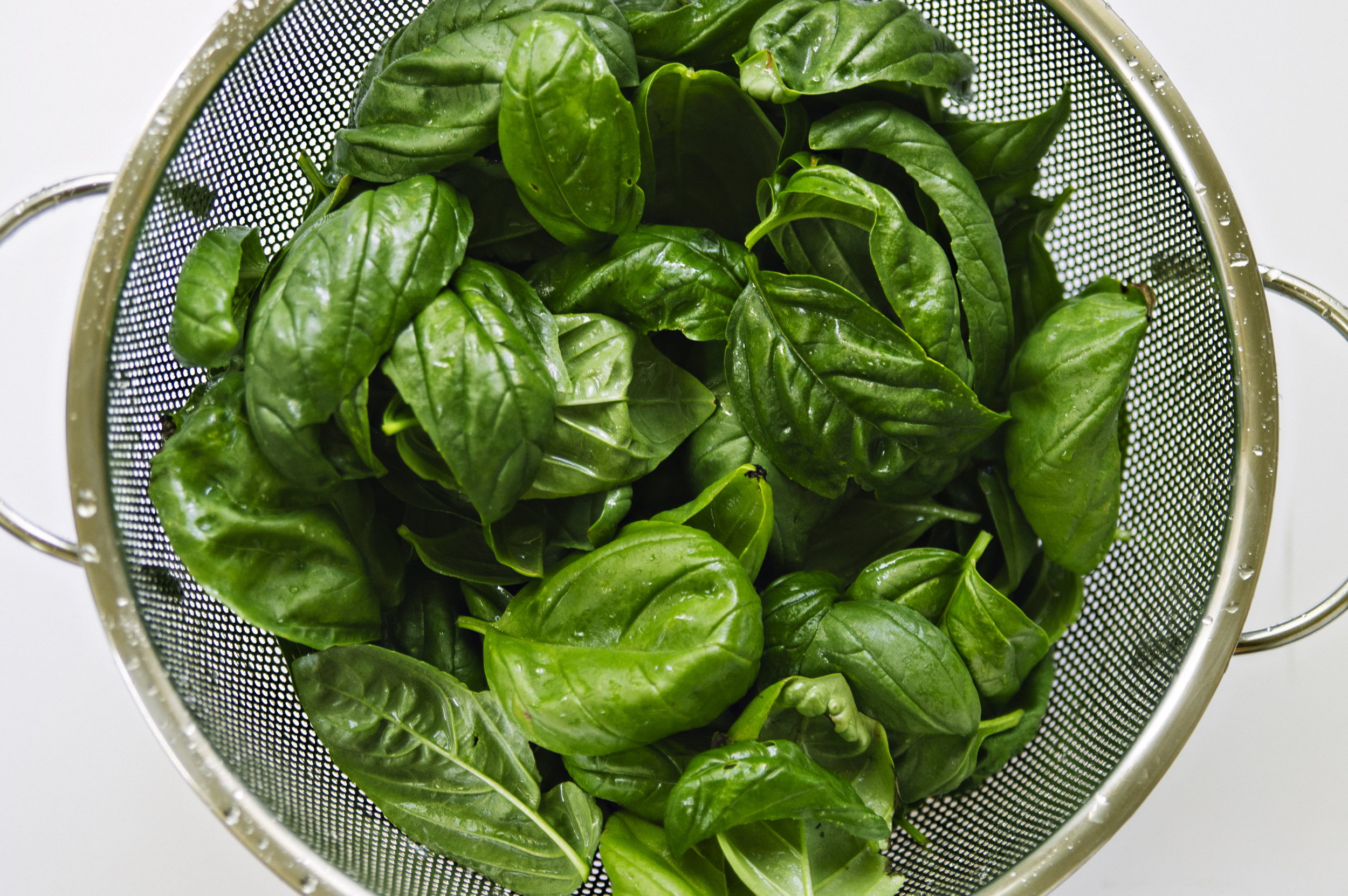 basil002.jpg