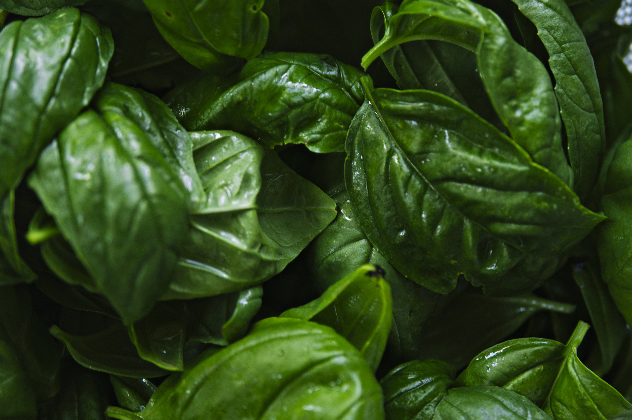 basil003.jpg