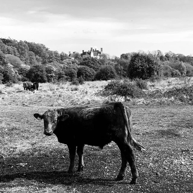 Ryann Ross - Irish Exit [Music Review]