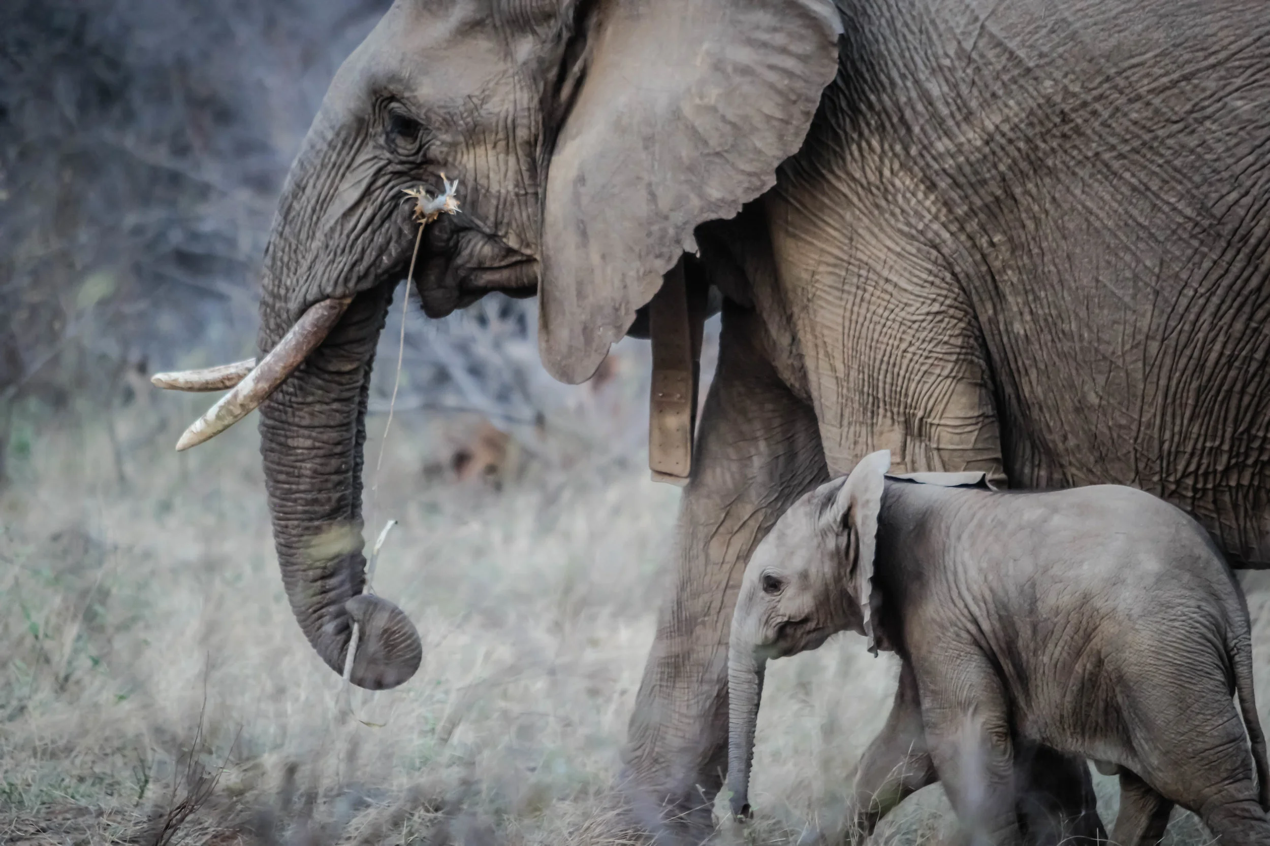 Getting the attention of big, slow corporations can be likened to catching an elephant by its tail.