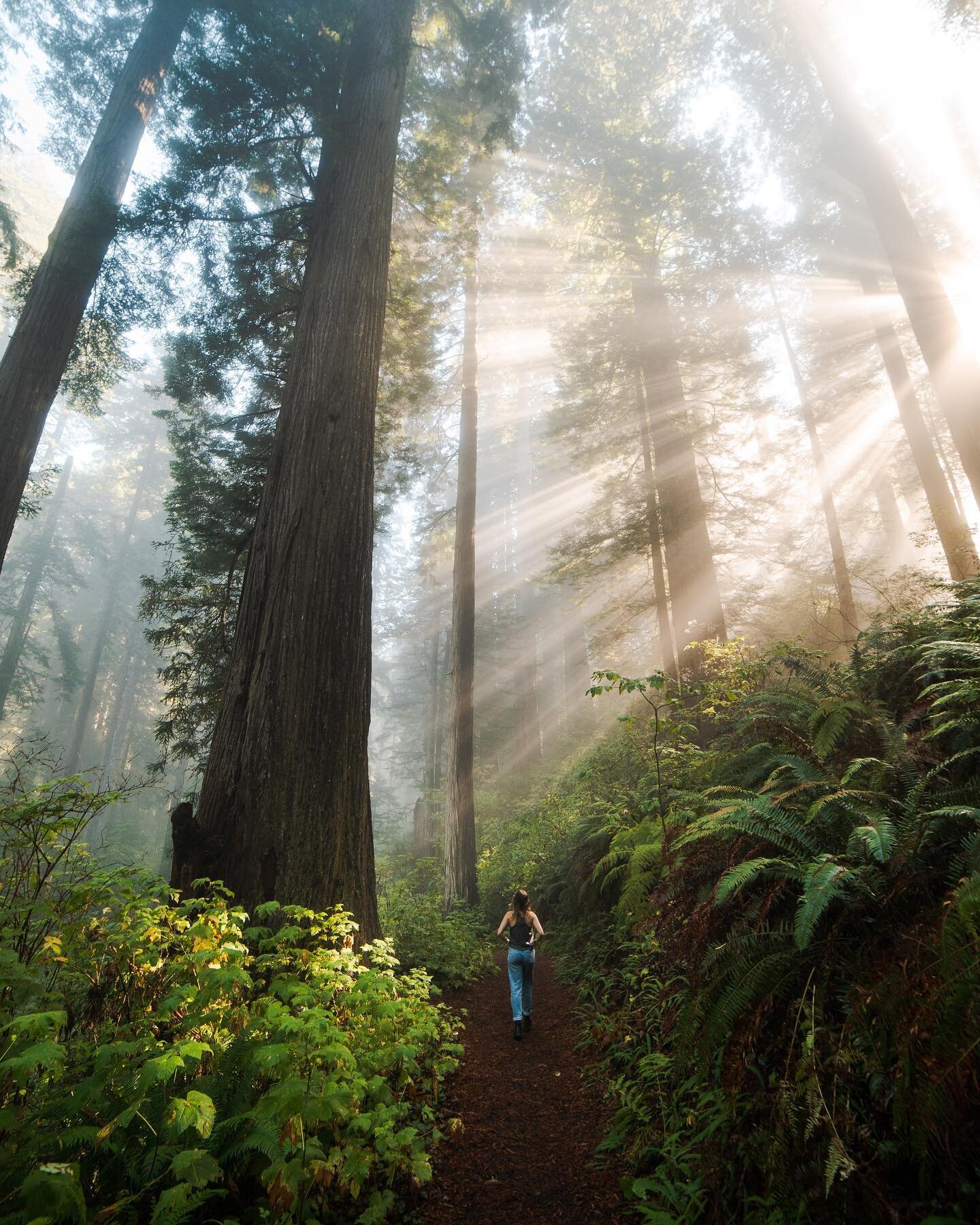 The redwood forests of Northern California, just as stunning as they are ancient. 🌲 

We got particularly lucky this morning while driving down the coast. The morning was cloudy and dull, but as we pulled off the freeway onto the scenic parkway, the