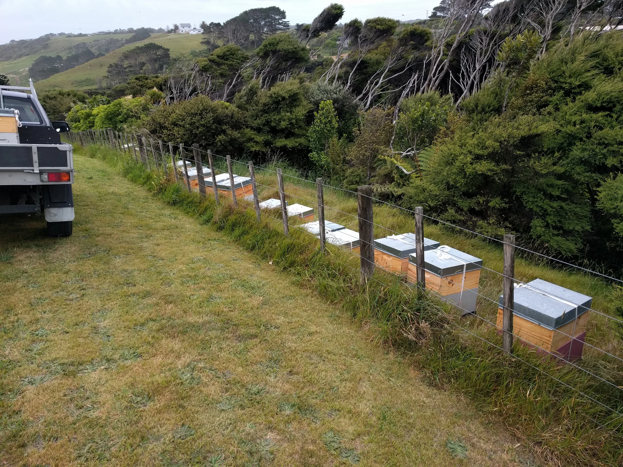 Beehives along a fence - an increasingly familiar sight